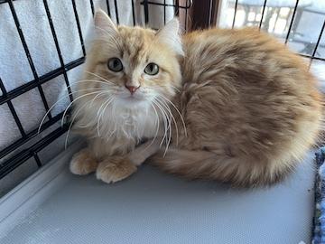 Ebbie, adopted, Adult Female Domestic Long Hair.