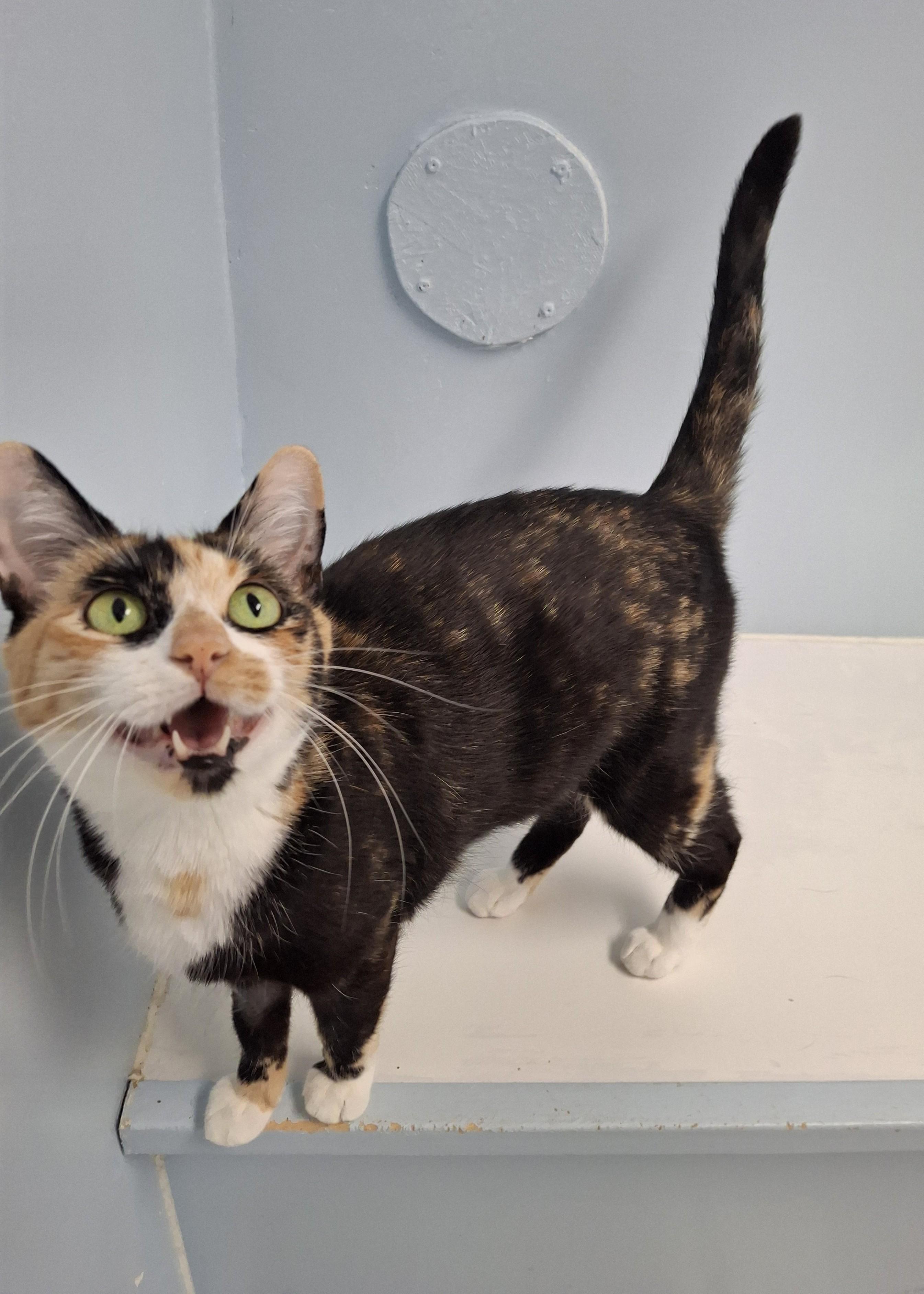 Enlarge Saffron, a Adoptable Domestic Short Hair in Victoria, BC image 2/3