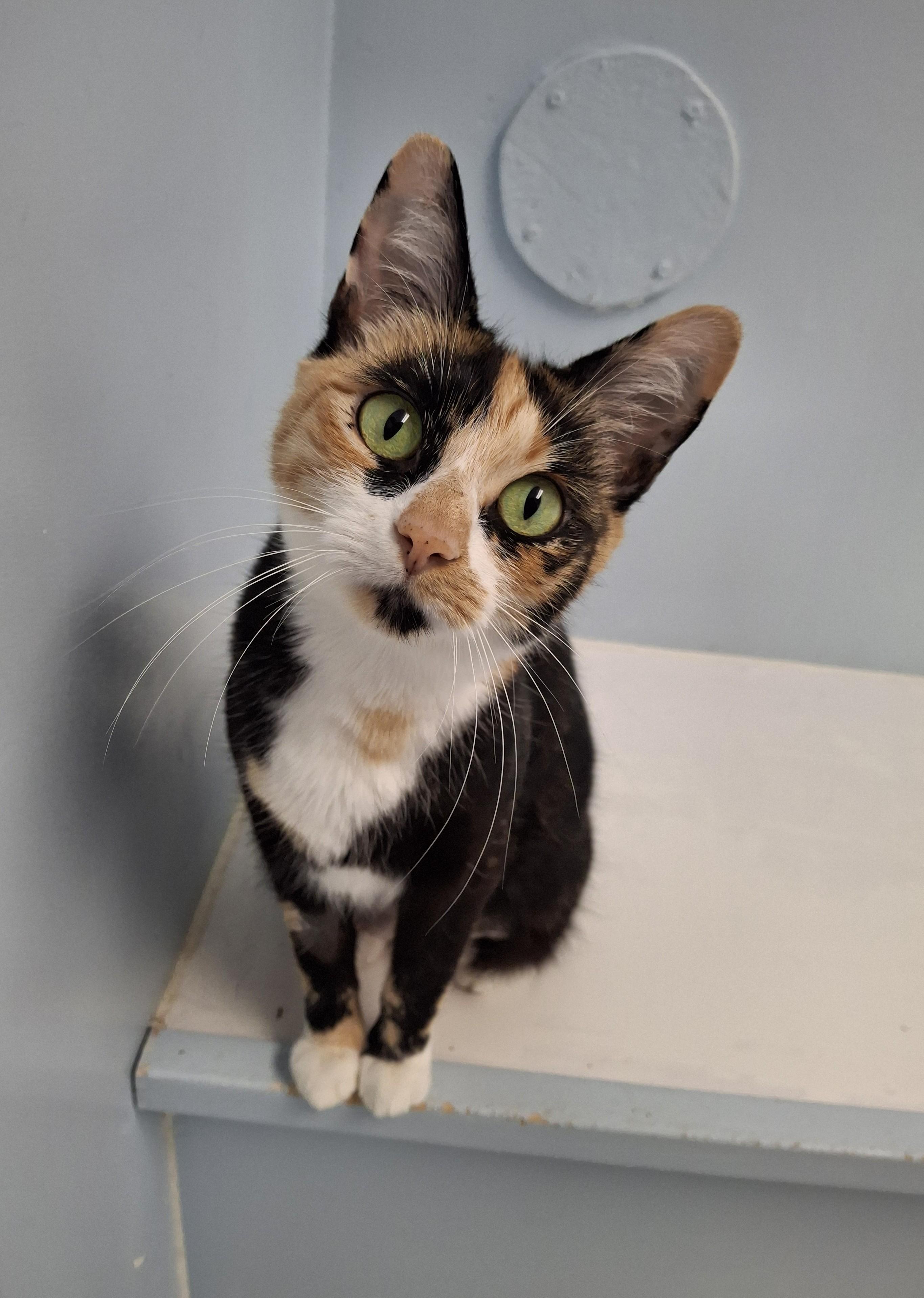Saffron, Adoptable, Adult Female Domestic Short Hair.