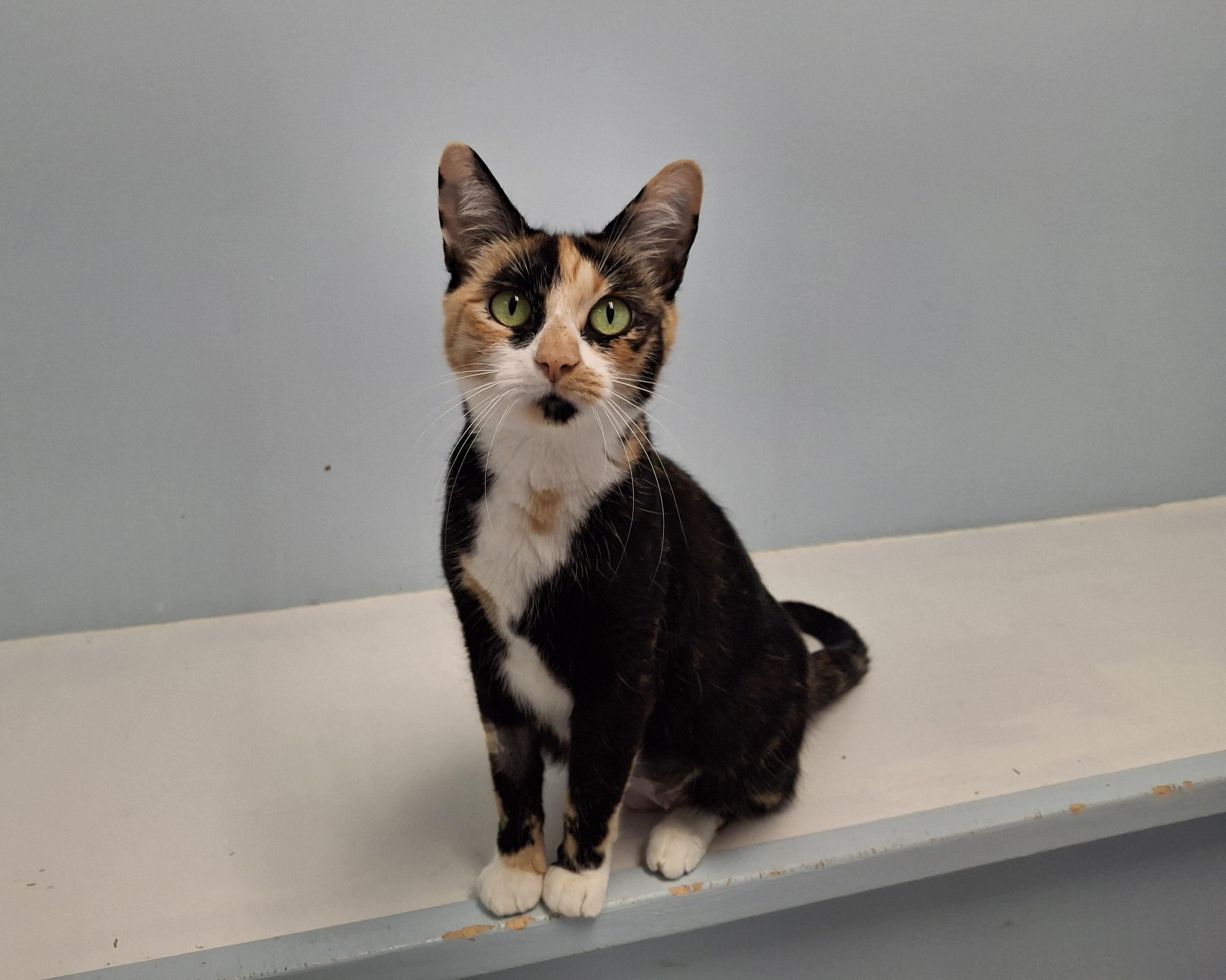 Enlarge Saffron, a Adoptable Domestic Short Hair in Victoria, BC image 3/3