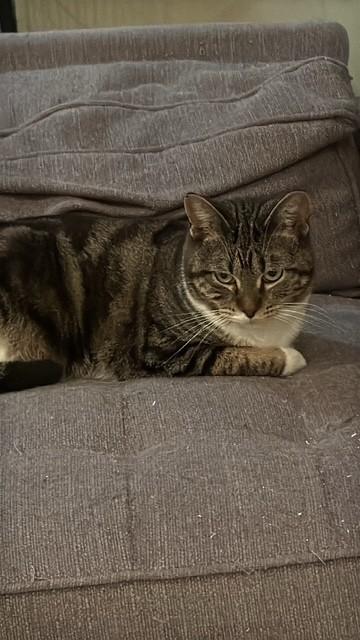 Ellie, ADOPTABLE, Adult Female Domestic Short Hair.