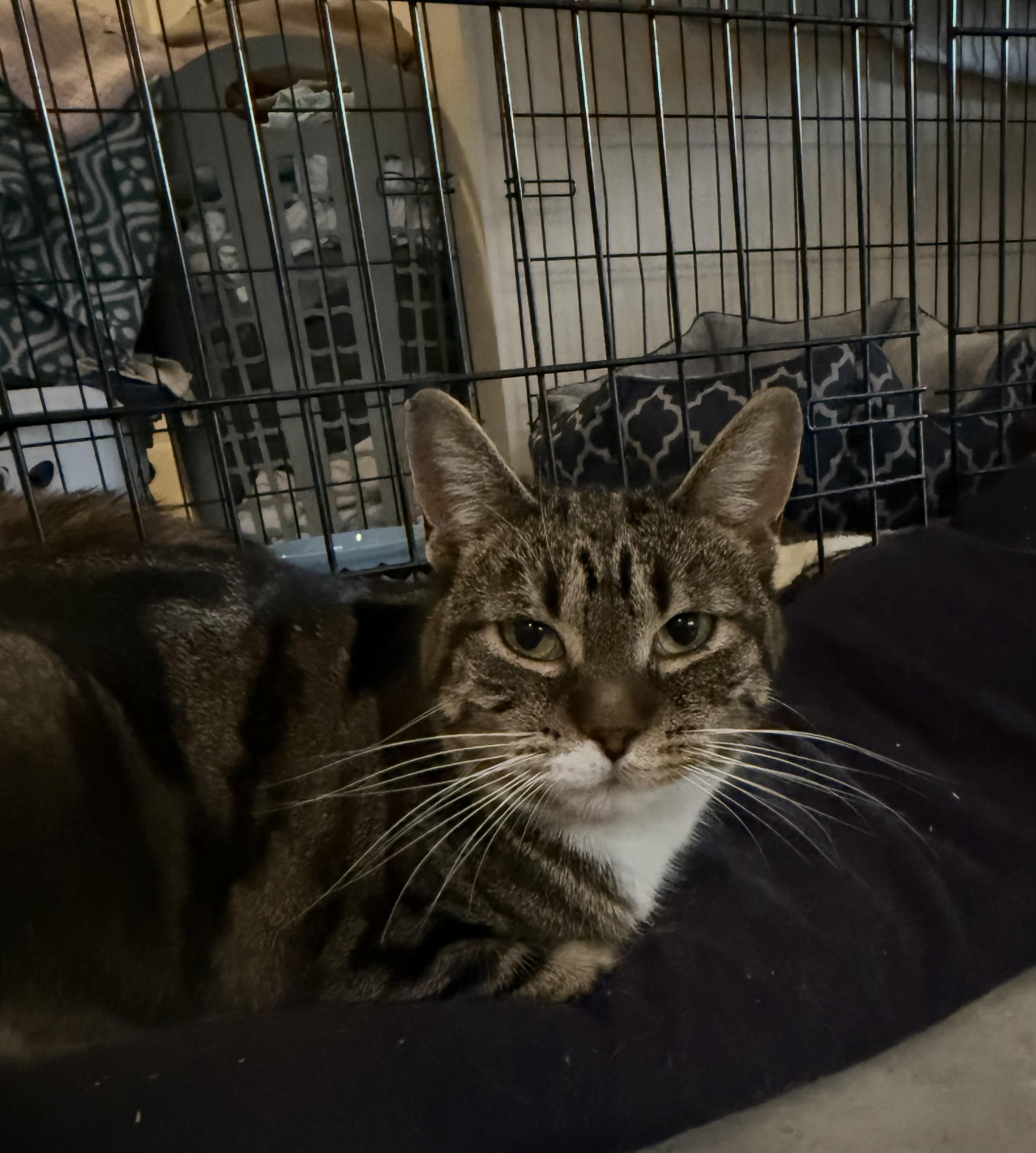 Enlarge Ellie, a ADOPTABLE mixed breed in Coalhurst, AB image 2/2