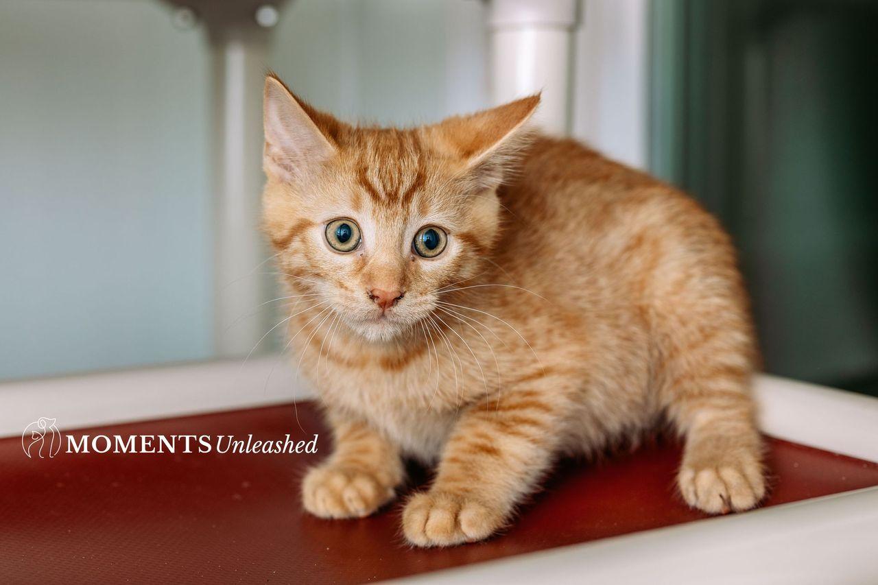 Enlarge Taquito, an adopted Domestic Short Hair in Myakka City, FL image 4/4