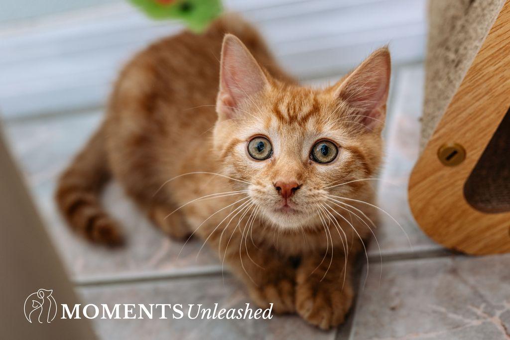 Enlarge Taquito, an adopted Domestic Short Hair in Myakka City, FL image 1/4