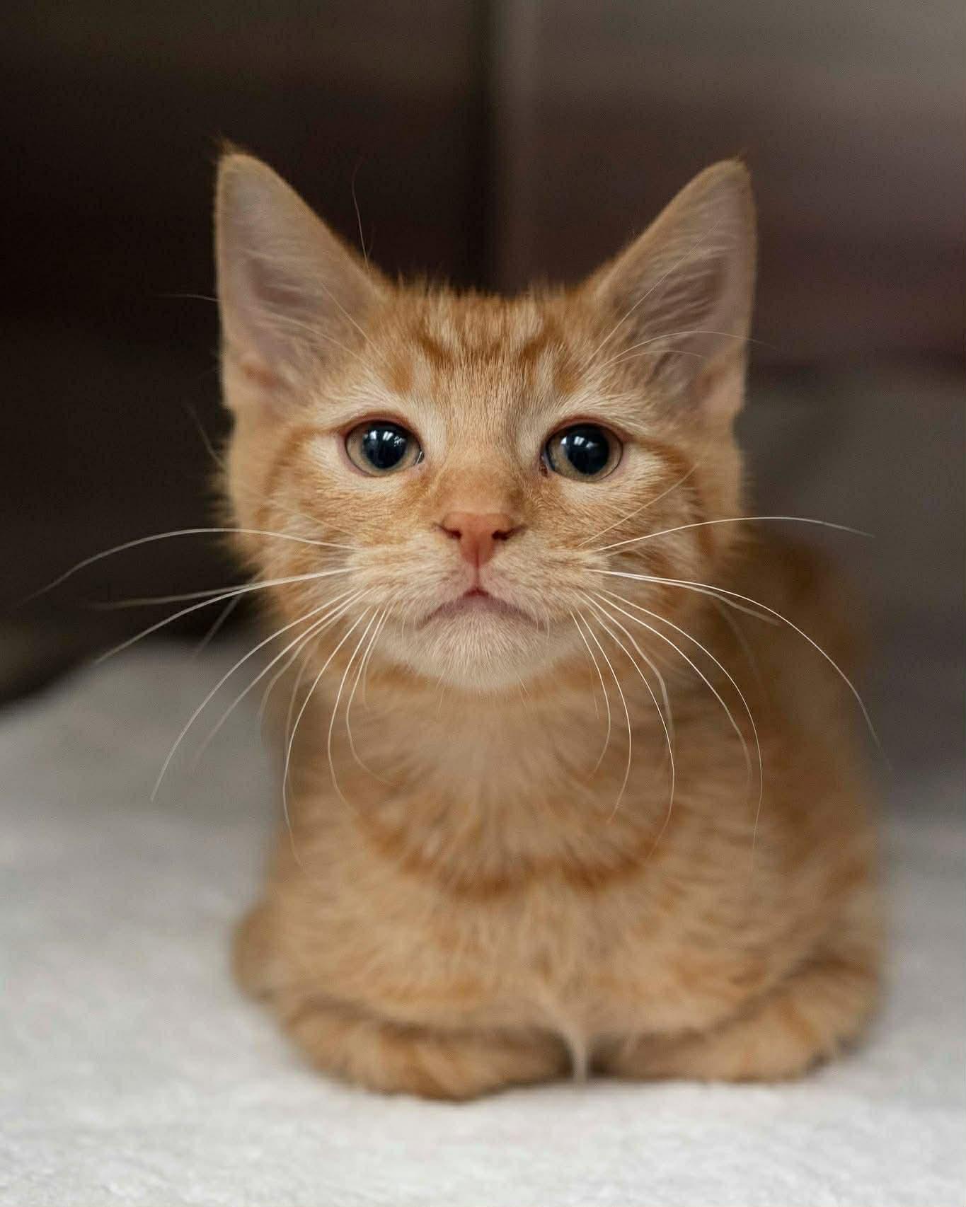 Enlarge Taquito, an adopted Domestic Short Hair in Myakka City, FL image 2/4