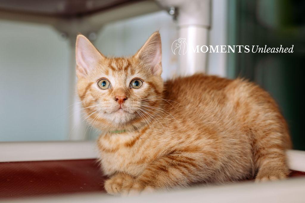 Enlarge Taquito, an adopted Domestic Short Hair in Myakka City, FL image 3/4