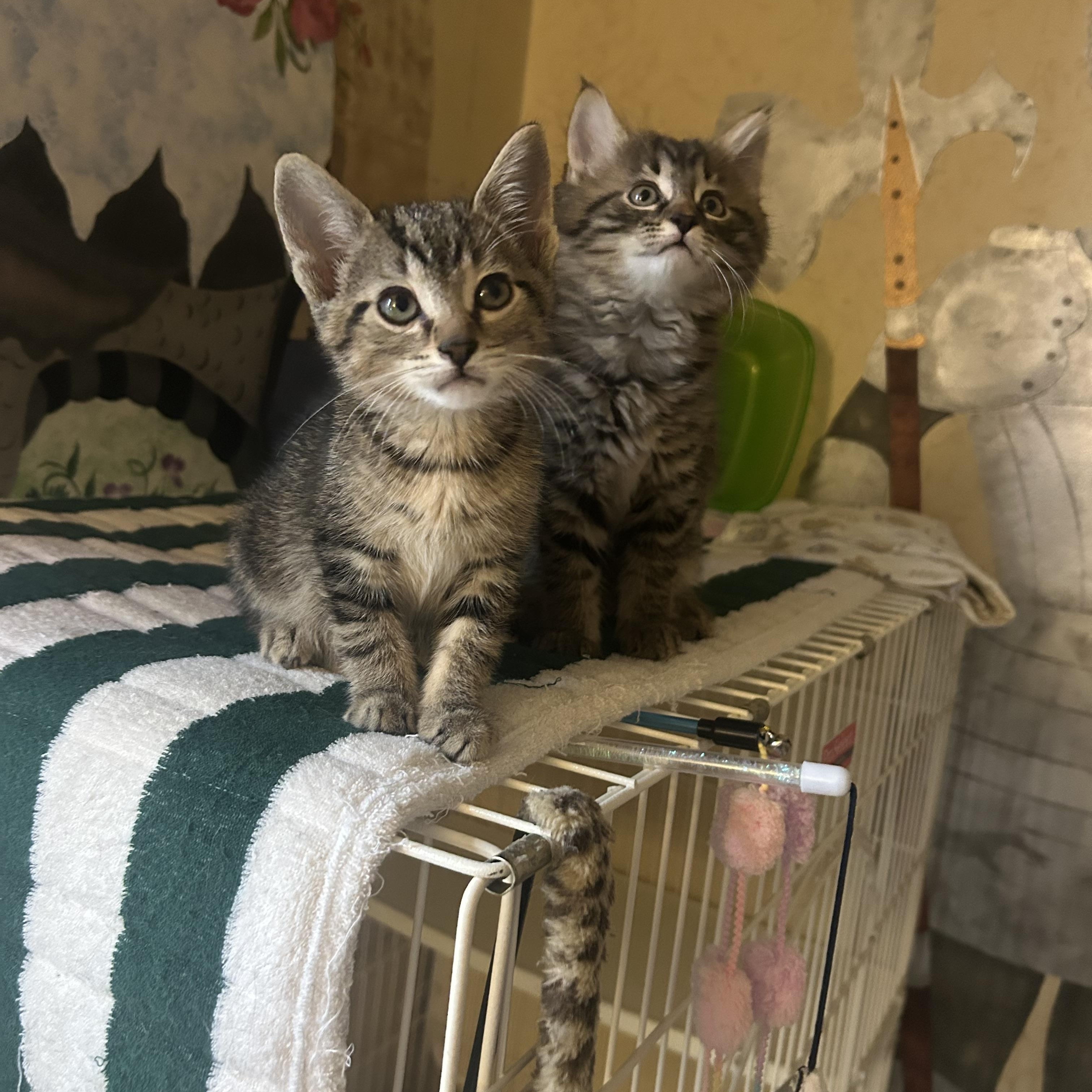 Jolene & Leevi, Adopted, Kitten Female Domestic Short Hair & Domestic Medium Hair.