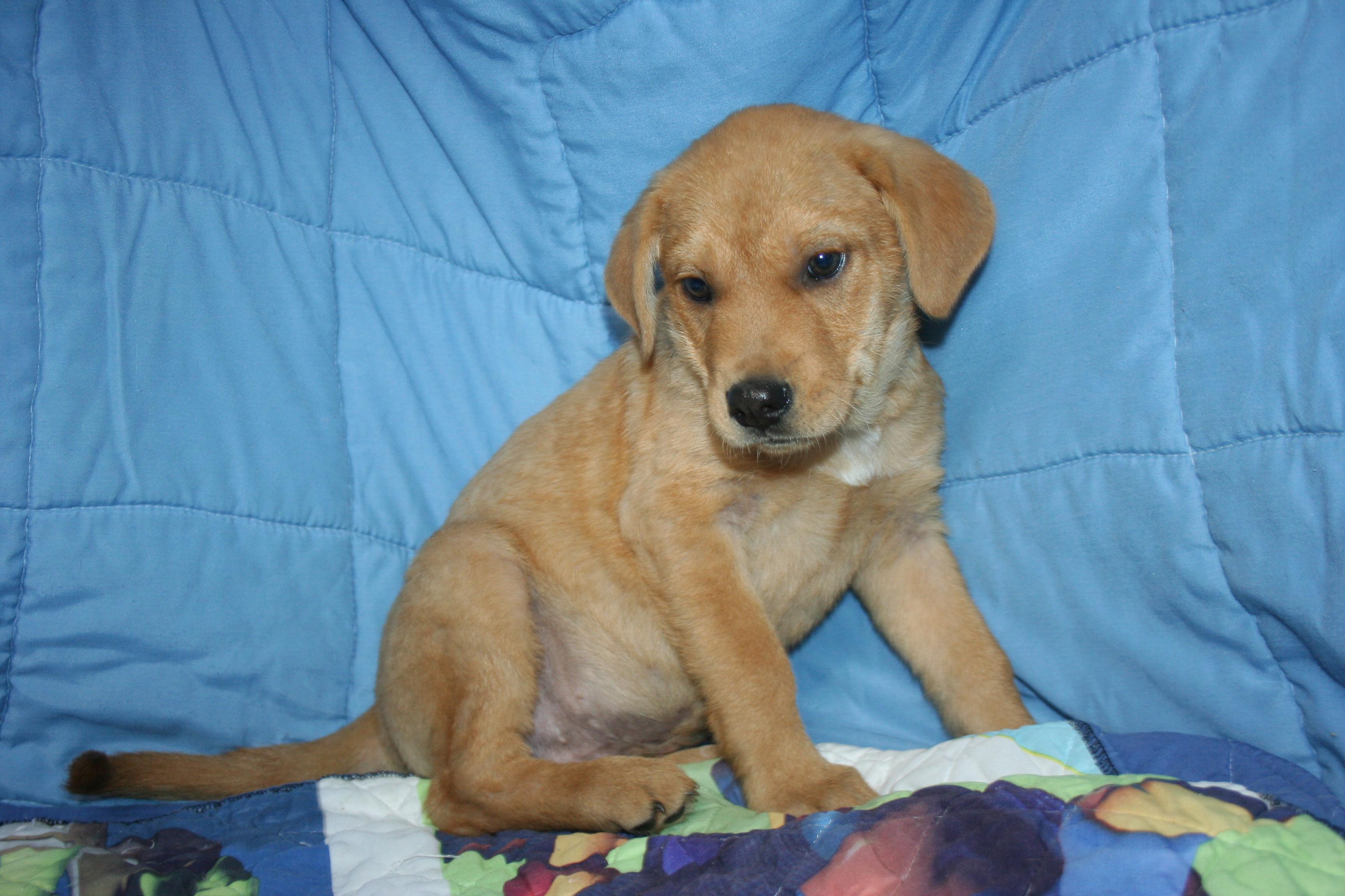 Carmel - ABC puppy