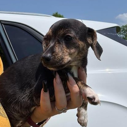 Enlarge Cora, a Adoptable Chiweenie in Houston, TX image 4/4