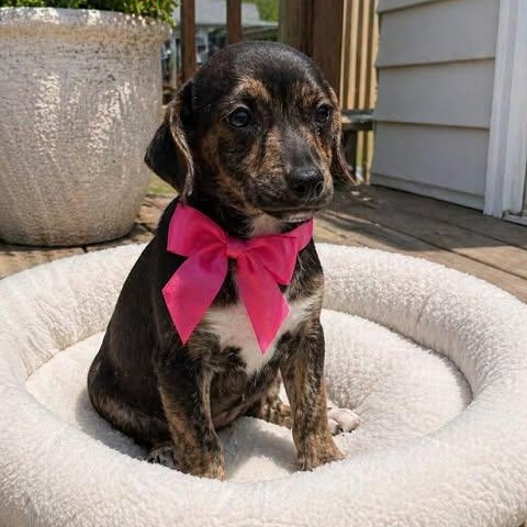 Cora, Adoptable, Puppy Female Chiweenie.