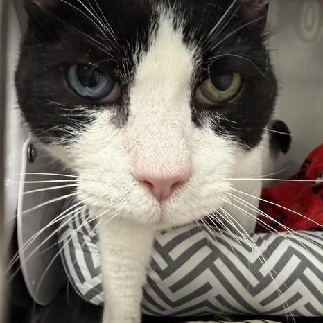 Enlarge King Arthur, a Adoptable Domestic Medium Hair in Mount Shasta, CA image 1/3