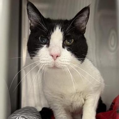 Enlarge King Arthur, a Adoptable Domestic Medium Hair in Mount Shasta, CA image 2/3