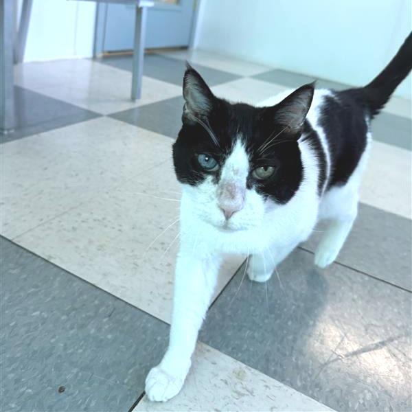 Enlarge King Arthur, a Adoptable Domestic Medium Hair in Mount Shasta, CA image 3/6
