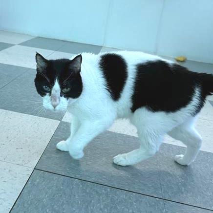 Enlarge King Arthur, a Adoptable Domestic Medium Hair in Mount Shasta, CA image 4/6