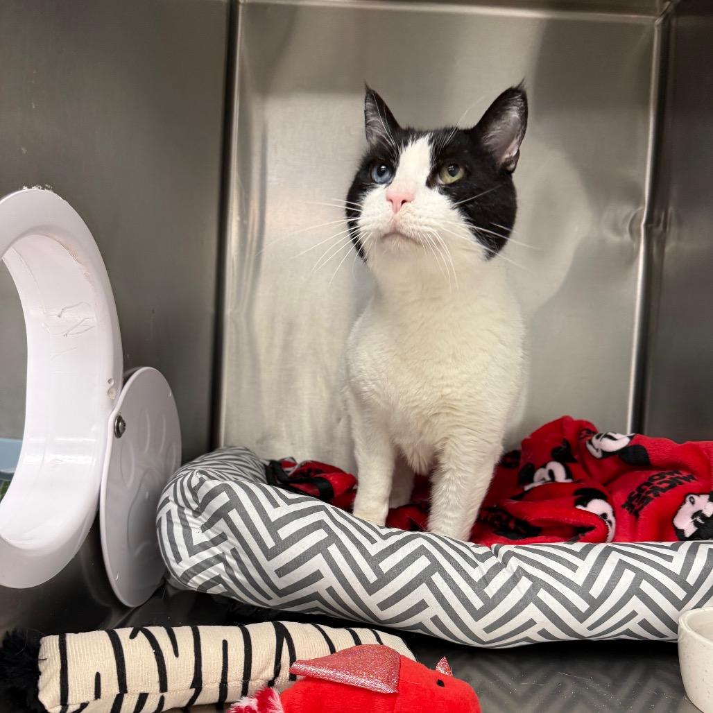 Enlarge King Arthur, a Adoptable Domestic Medium Hair in Mount Shasta, CA image 3/3