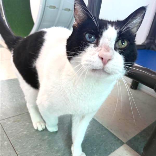 Enlarge King Arthur, a Adoptable Domestic Medium Hair in Mount Shasta, CA image 6/6