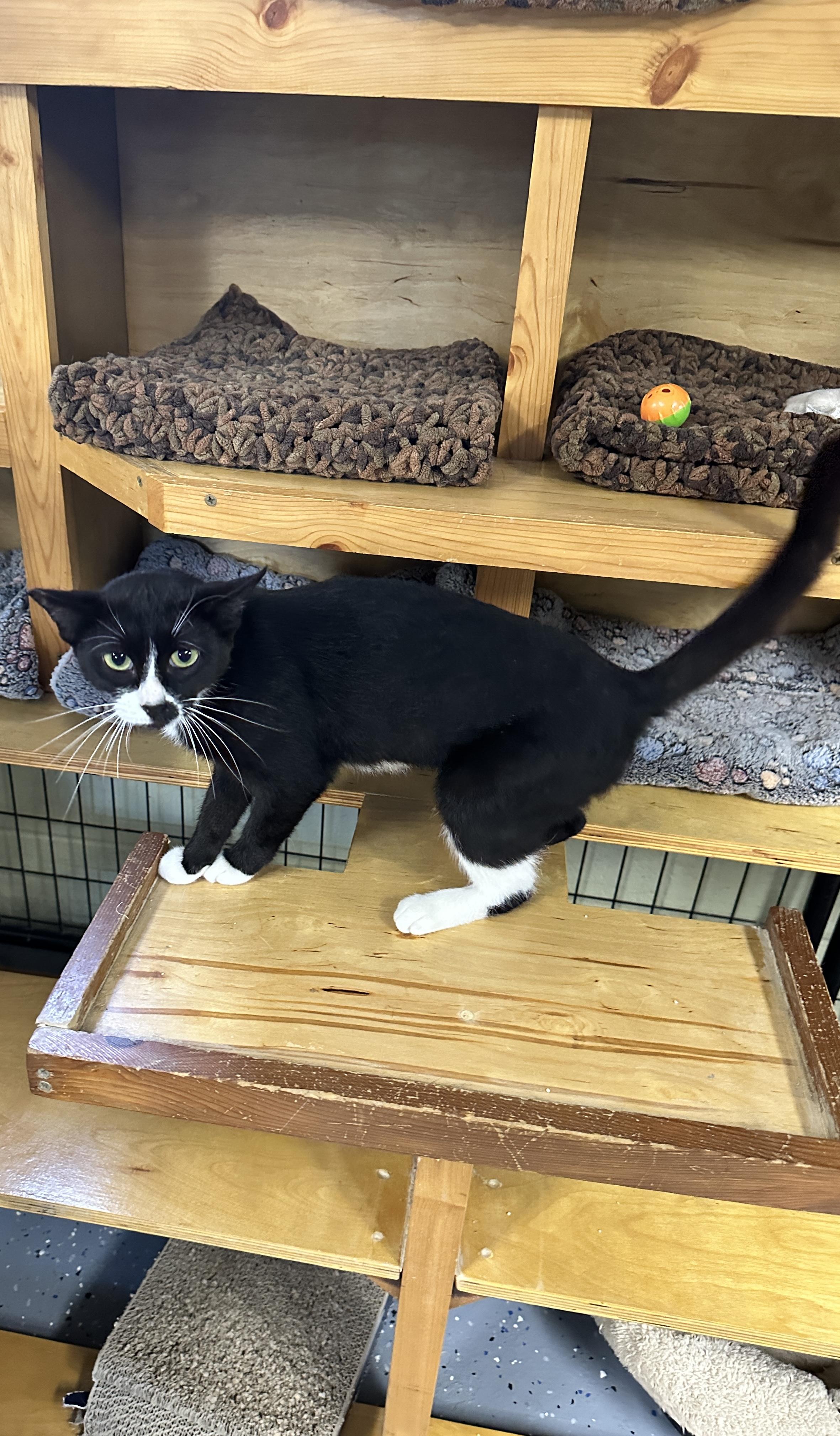 Enlarge Rosie, an adopted Domestic Short Hair in Holland, MI image 3/3