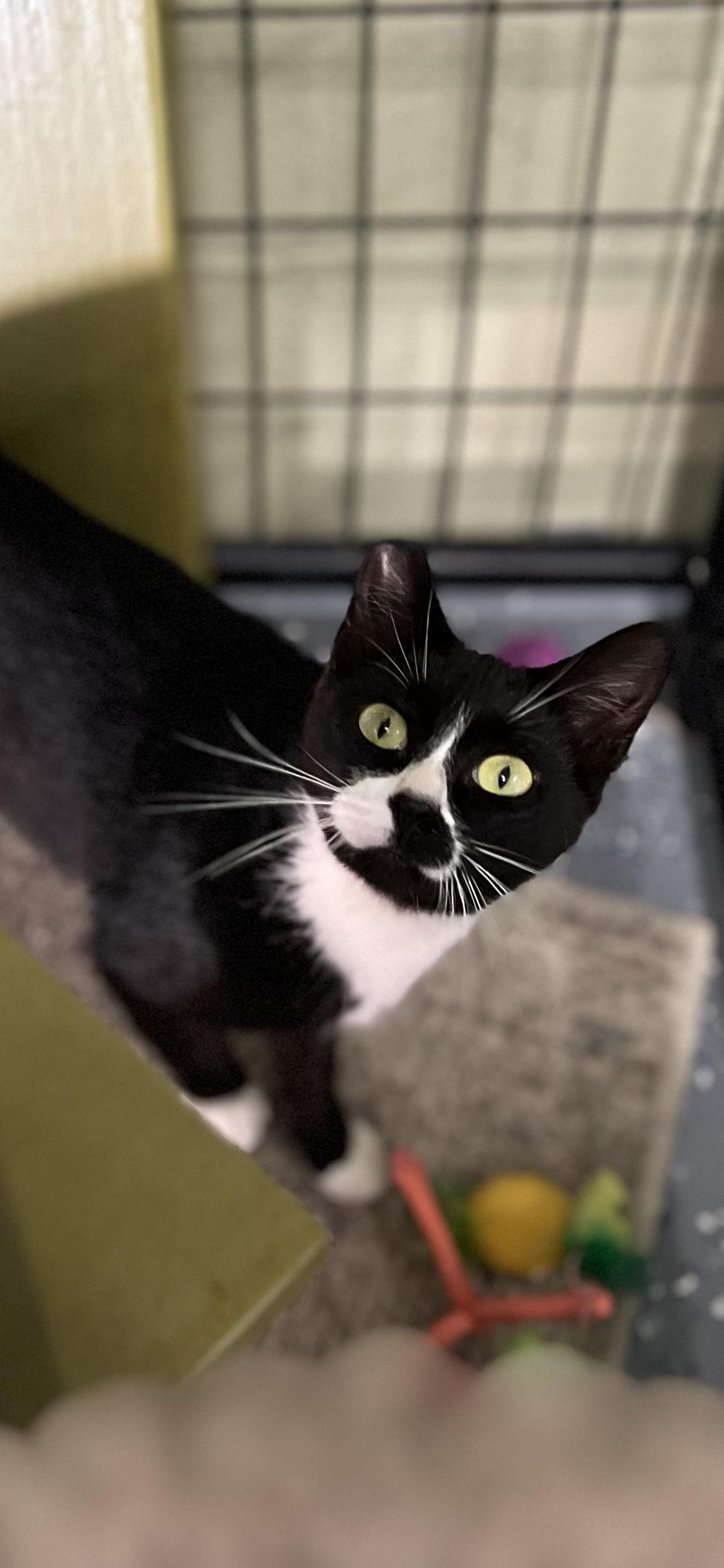 Rosie, adopted, Adult Female Domestic Short Hair.