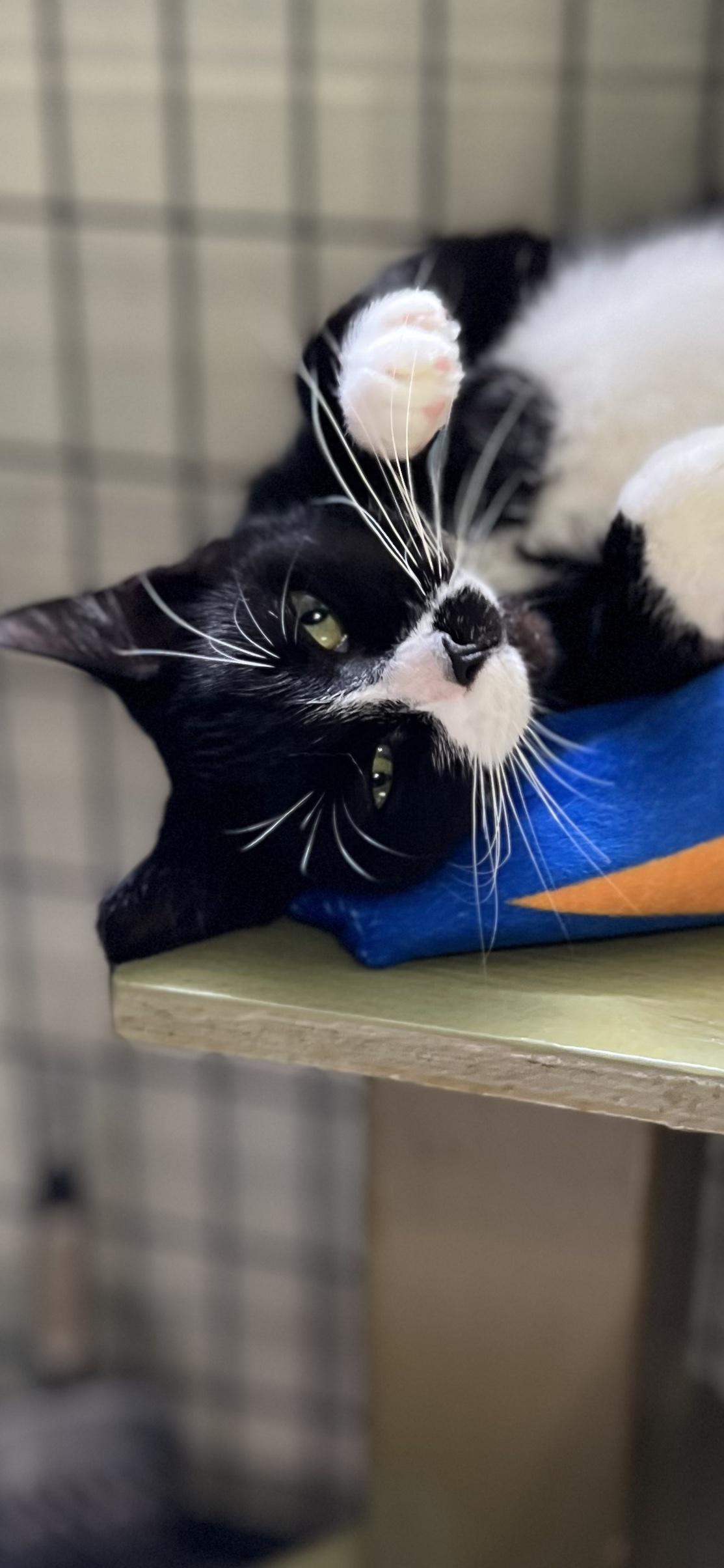 Enlarge Rosie, an adopted Domestic Short Hair in Holland, MI image 2/3