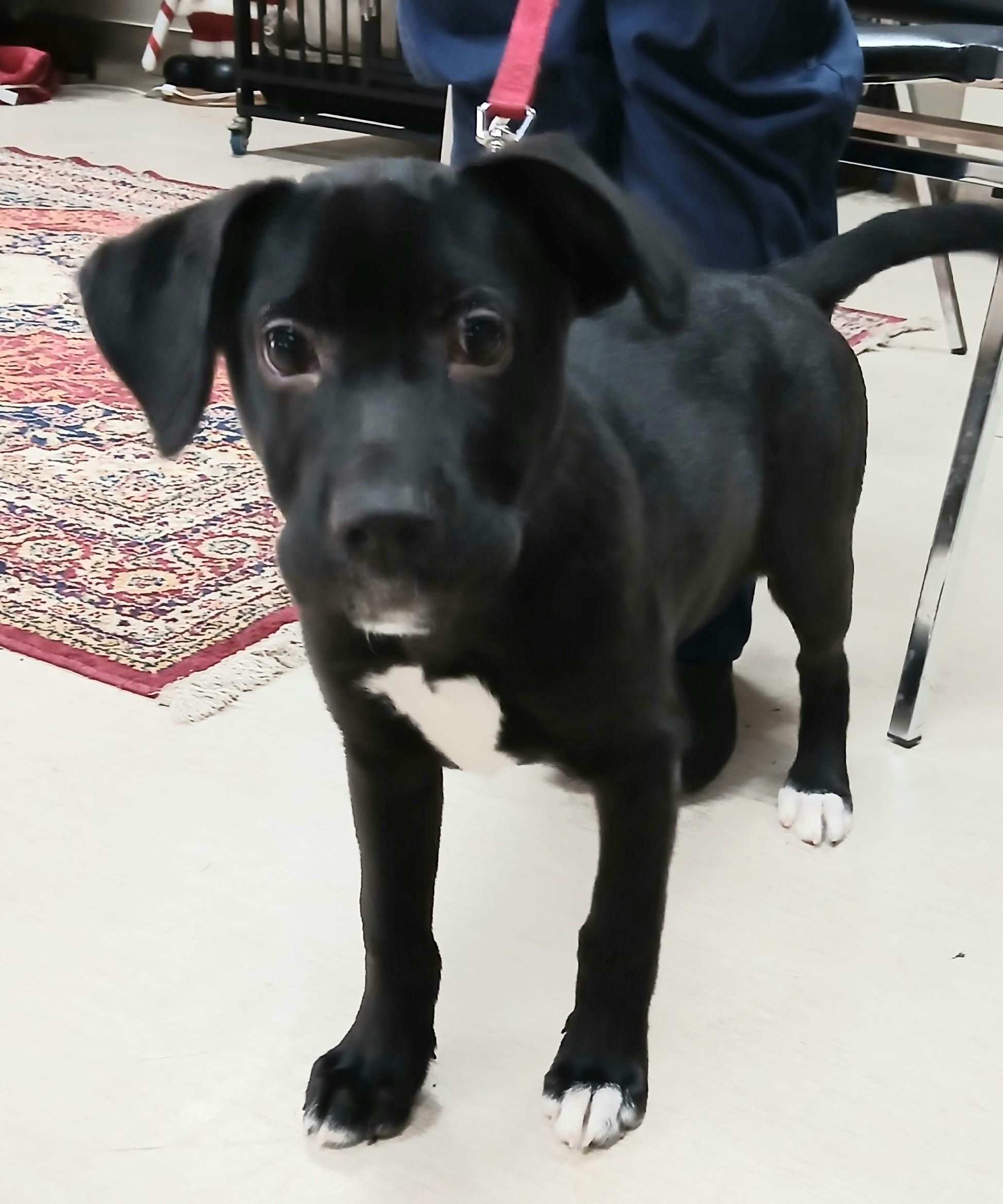 Enlarge Holly, an adopted Mixed Breed in Miller Beach, IN image 1/1