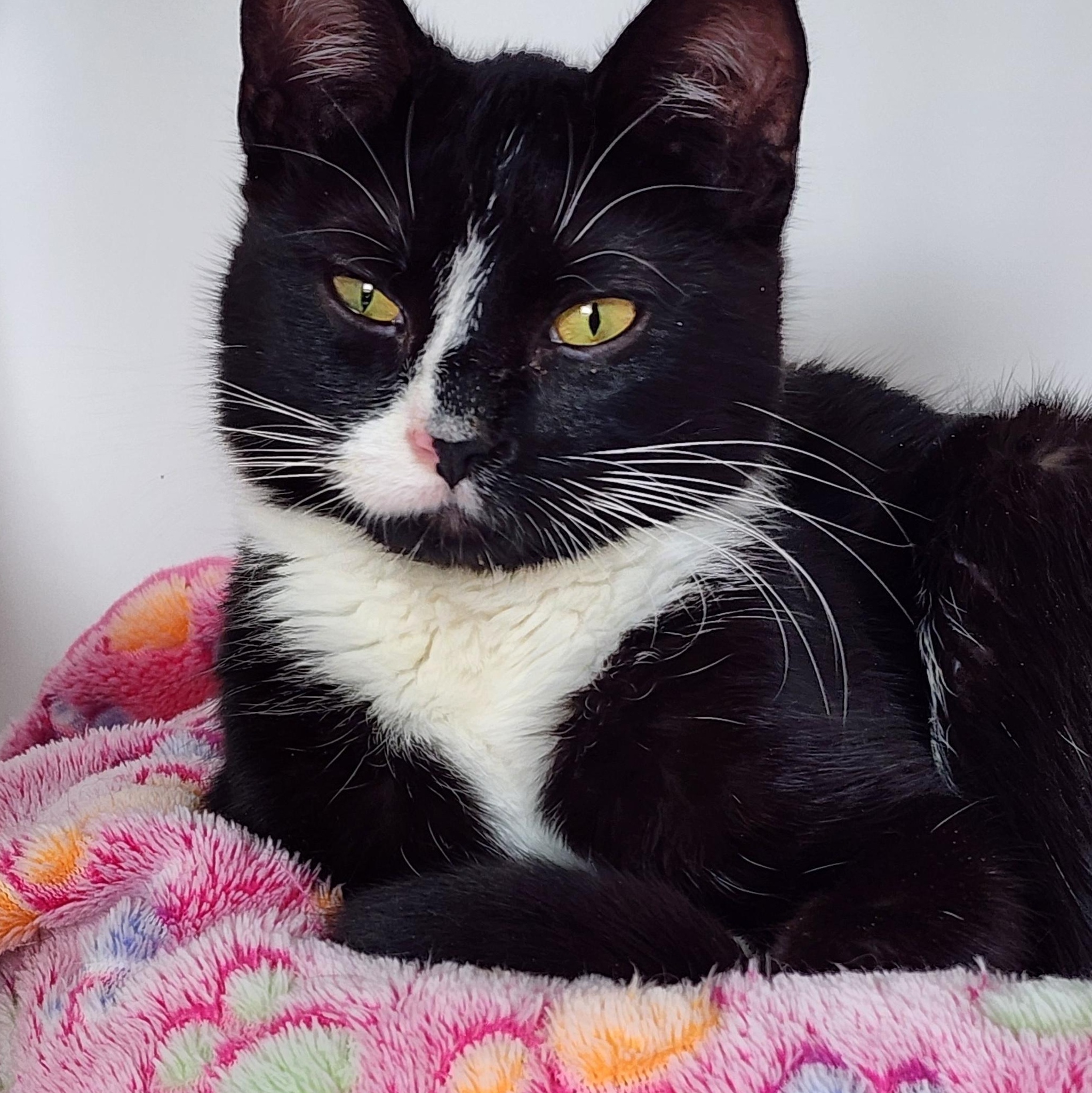 Willow, ADOPTABLE, Young Female Domestic Short Hair.