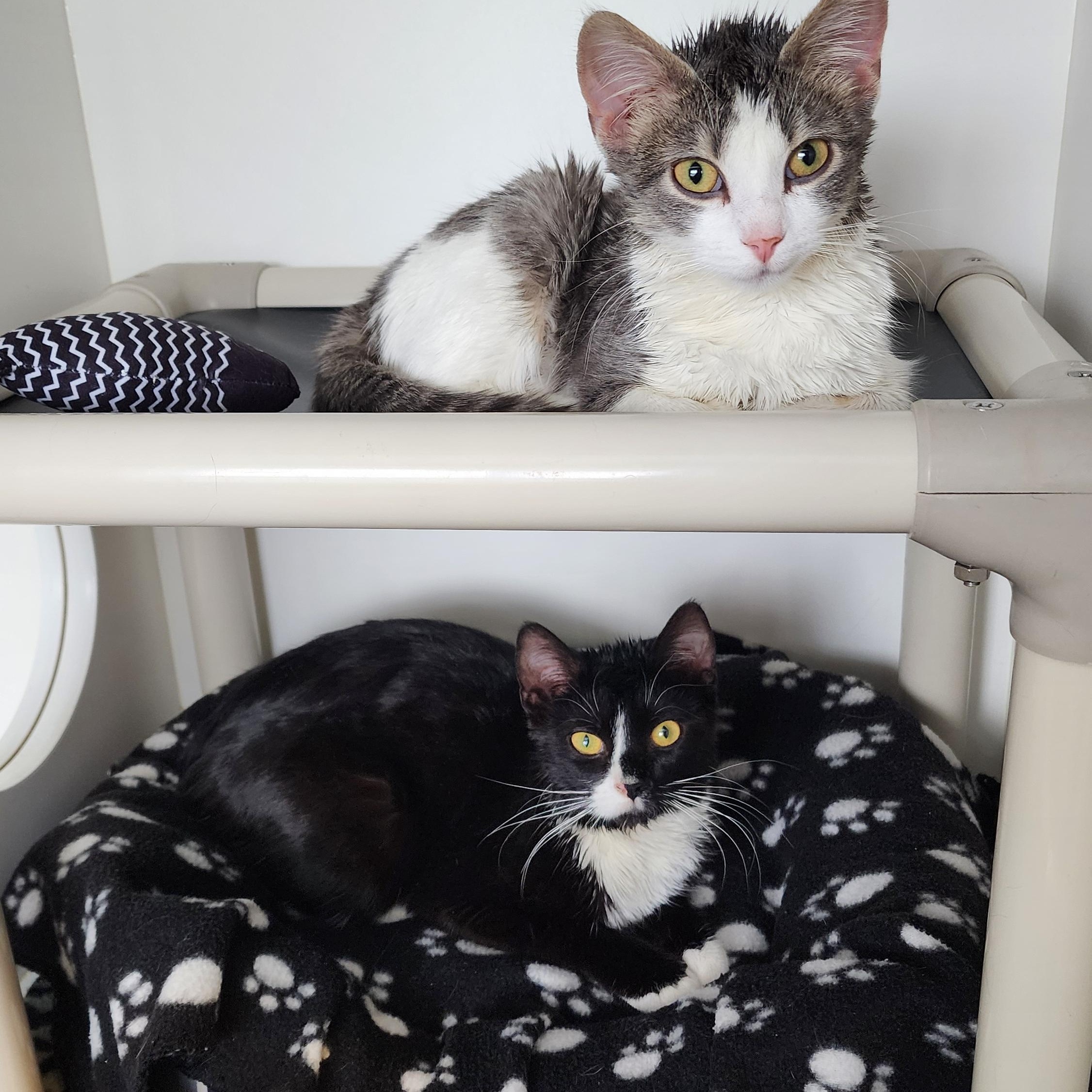 Enlarge Willow, a ADOPTABLE Domestic Short Hair in Ely, MN image 2/2