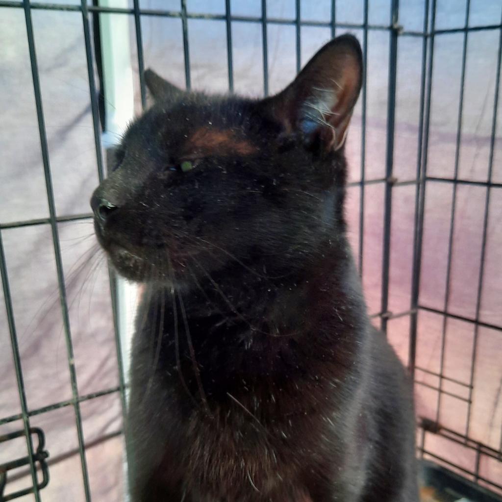Diablo, Adoptable, Adult Male Domestic Short Hair.