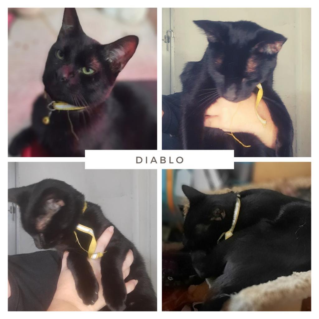 Enlarge Diablo, a Adoptable Domestic Short Hair in Casa Grande, AZ image 2/5