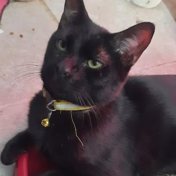 Enlarge Diablo, a Adoptable Domestic Short Hair in Casa Grande, AZ image 4/5