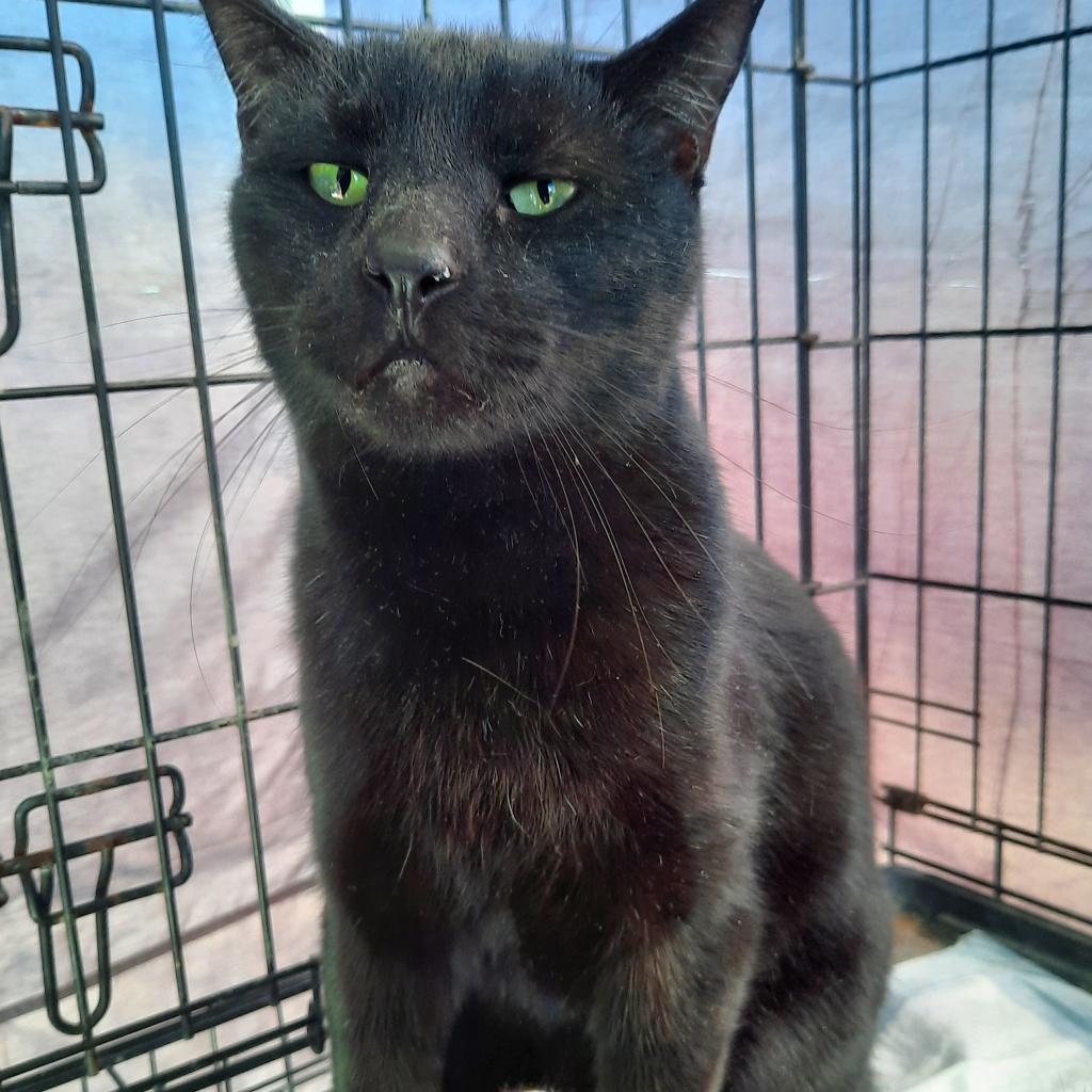 Enlarge Diablo, a Adoptable Domestic Short Hair in Casa Grande, AZ image 5/5