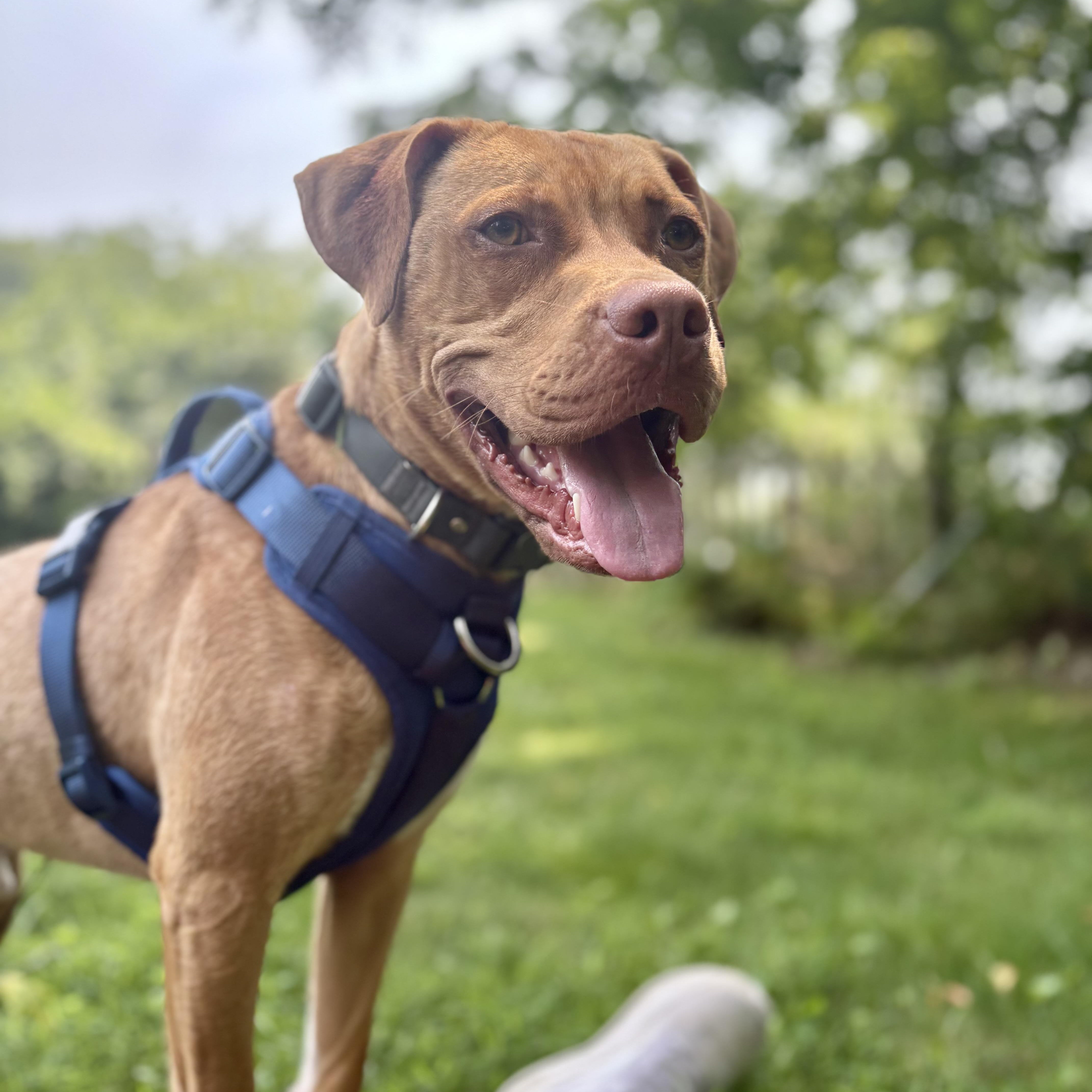 Enlarge Theo, a ADOPTABLE mixed breed in Cumberland, RI image 5/6