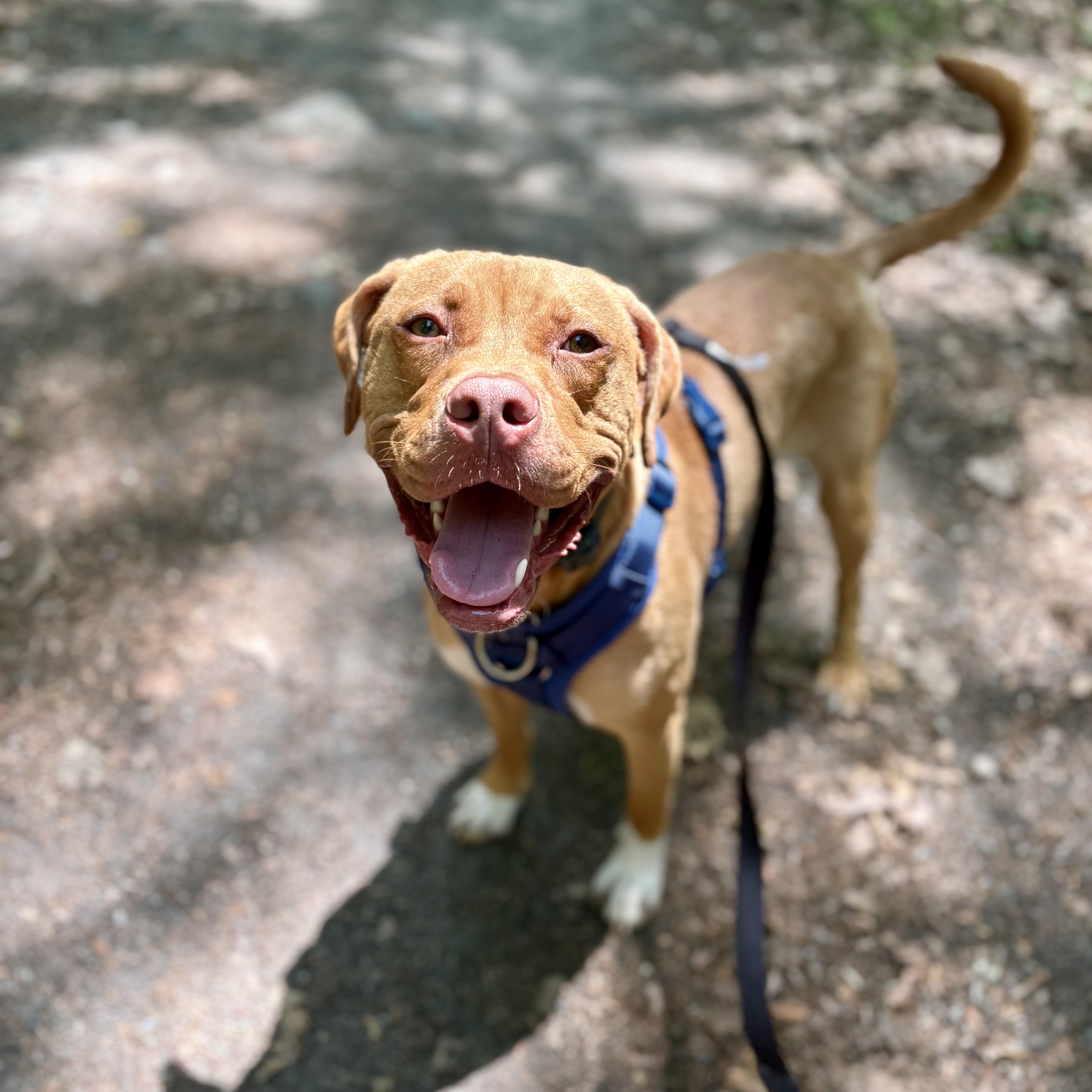 Enlarge Theo, a ADOPTABLE mixed breed in Cumberland, RI image 2/6