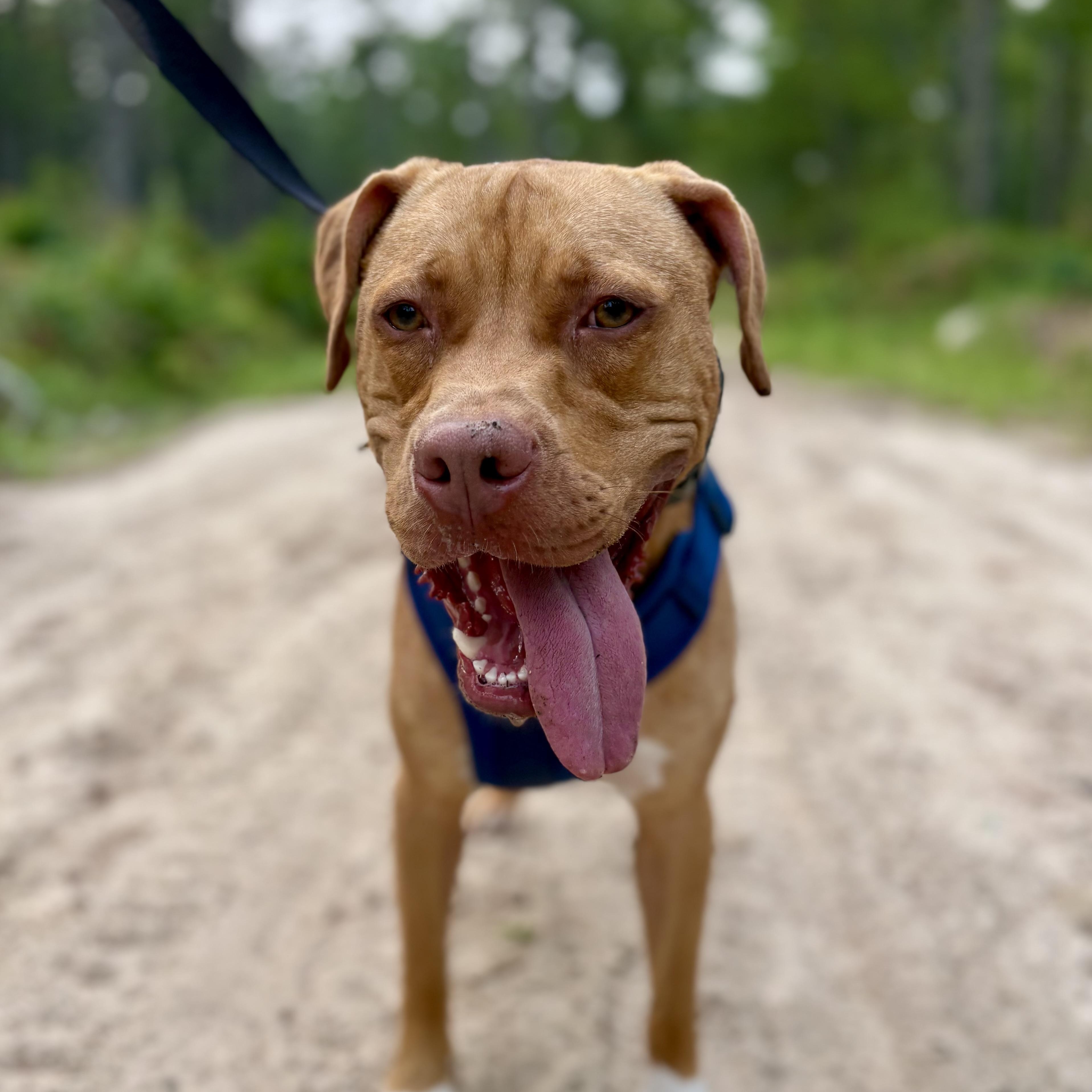 Enlarge Theo, a ADOPTABLE mixed breed in Cumberland, RI image 6/6