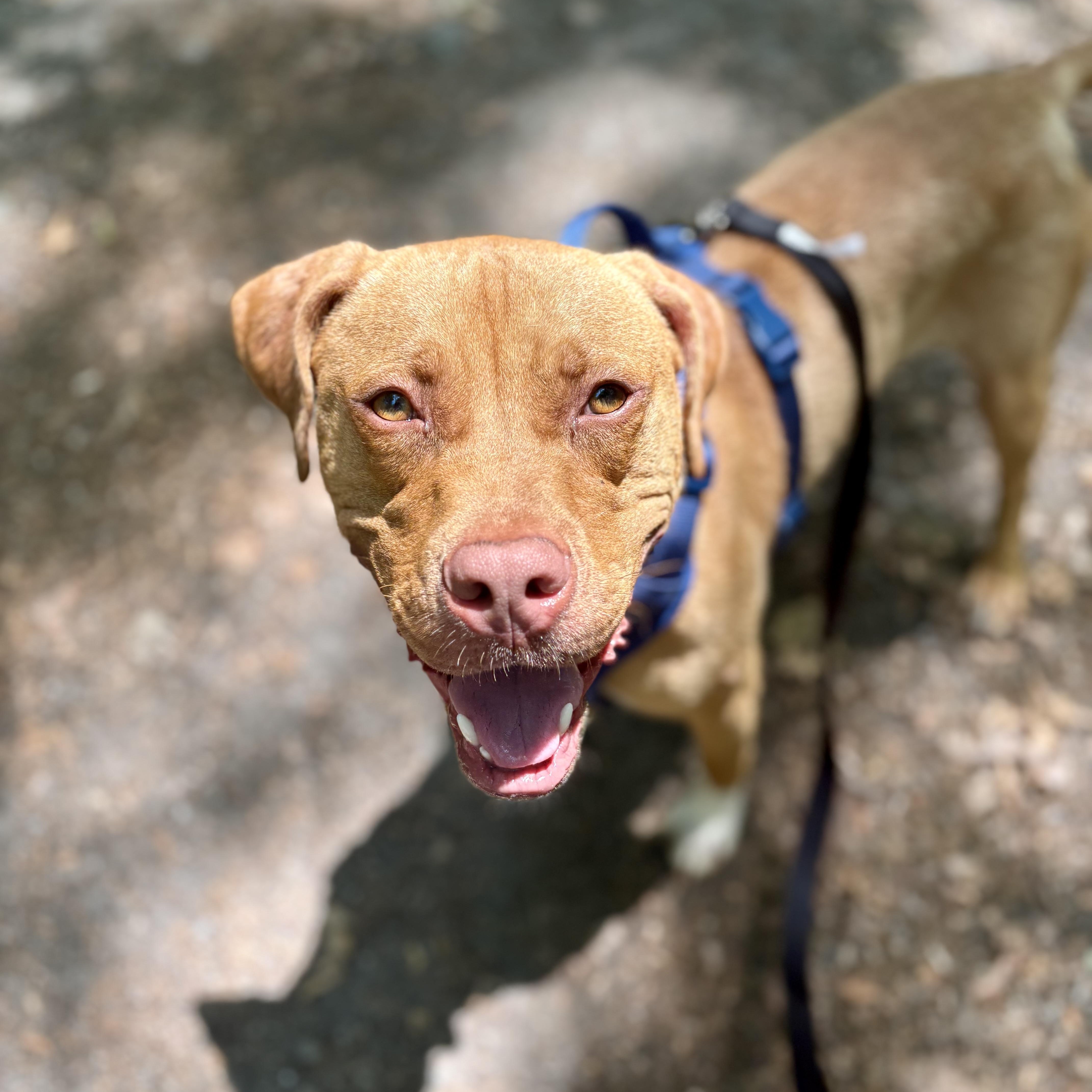Enlarge Theo, a ADOPTABLE mixed breed in Cumberland, RI image 3/6