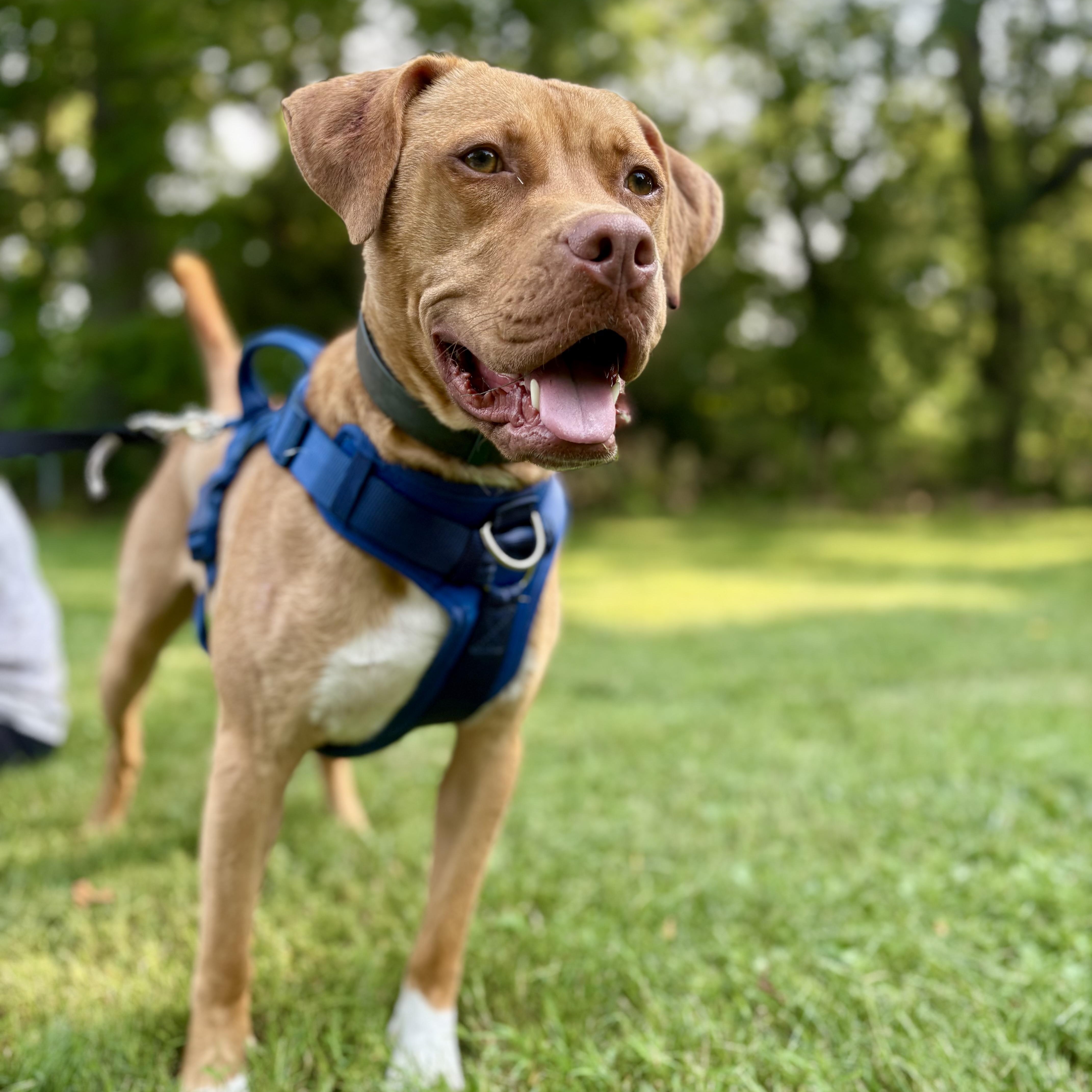 Enlarge Theo, a ADOPTABLE mixed breed in Cumberland, RI image 4/6