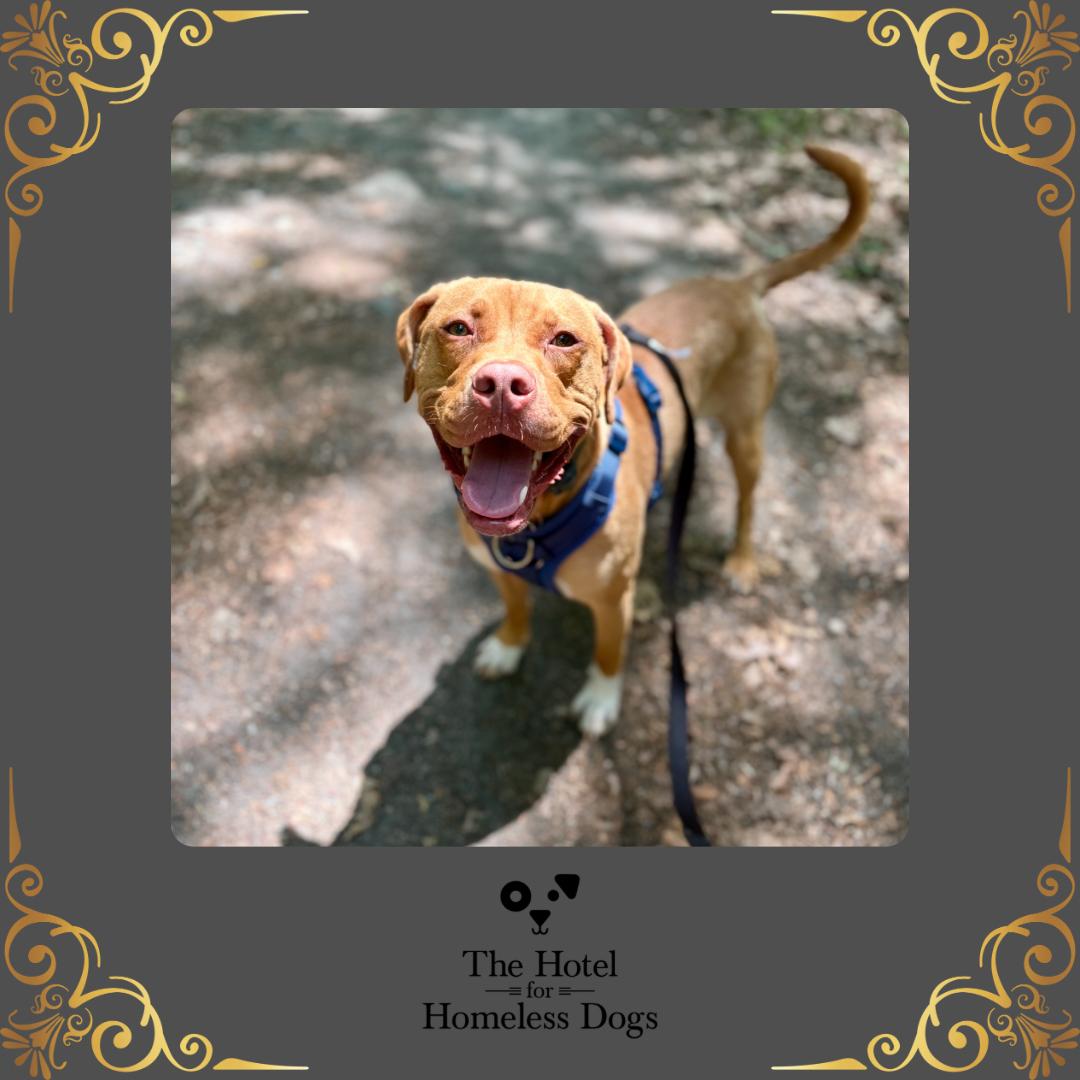 Enlarge Theo, a ADOPTABLE mixed breed in Cumberland, RI image 1/6