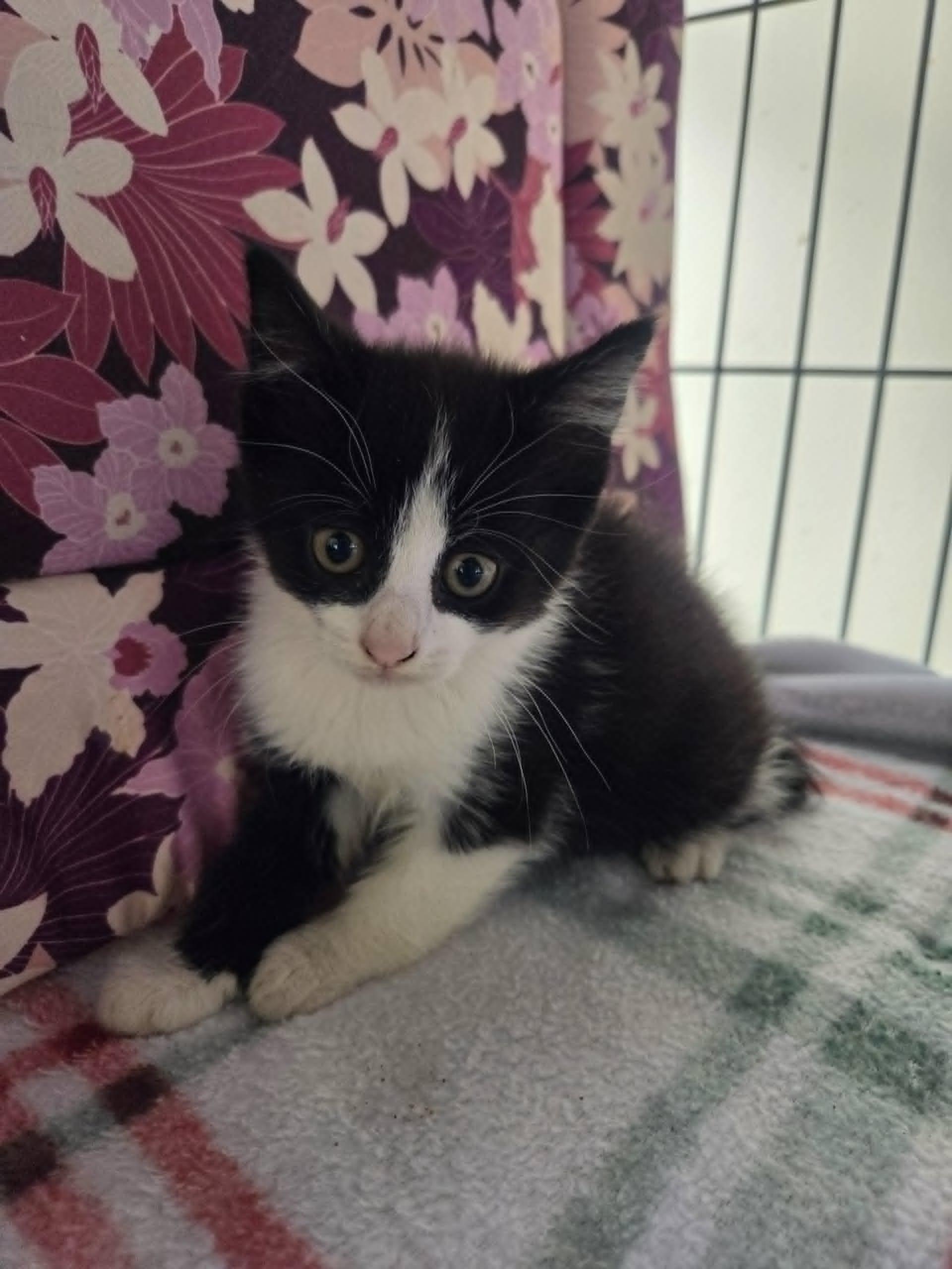 Reese, Adoptable, Young Female Domestic Short Hair.