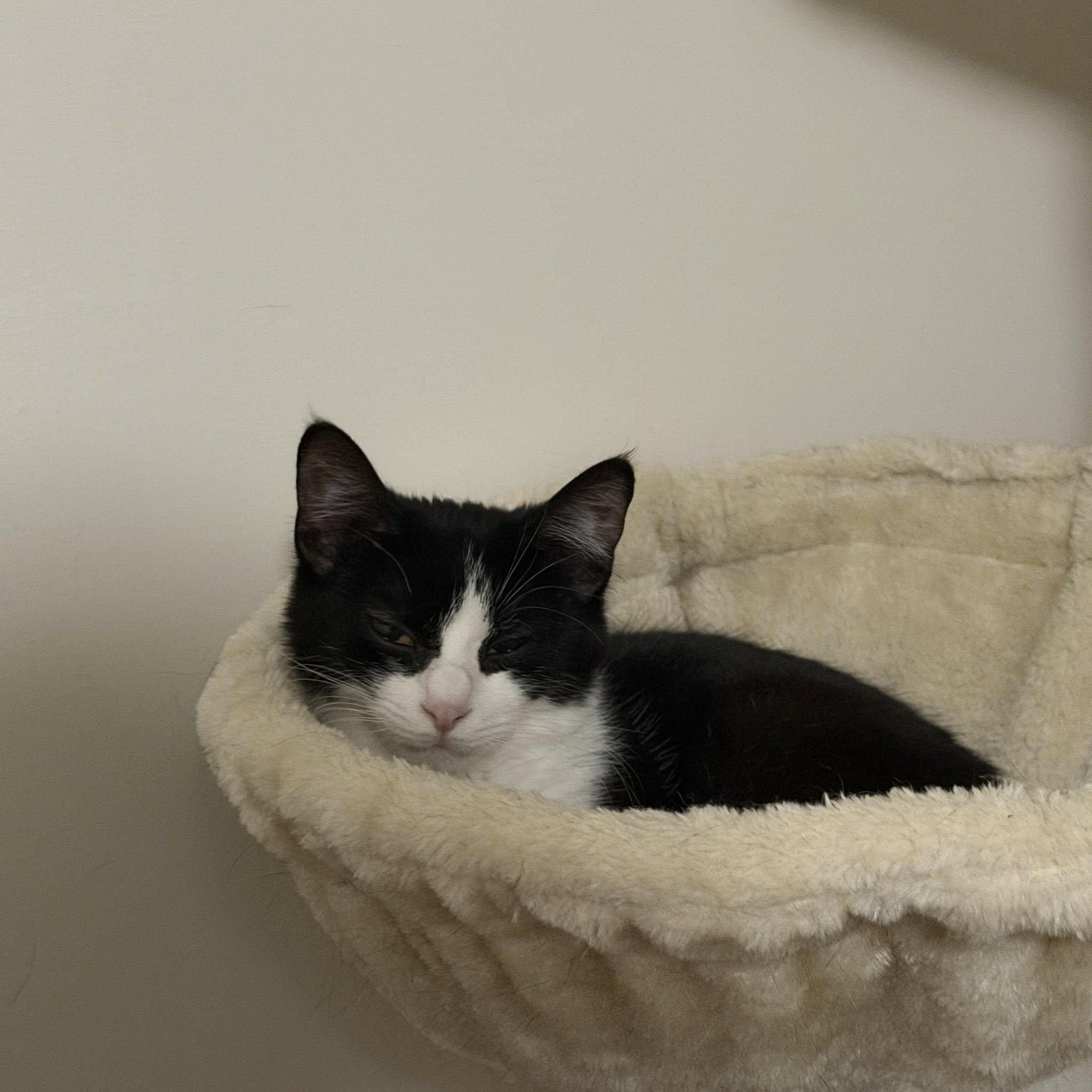 Reese, a Adoptable Domestic Short Hair in Clymer, PA image 2/2