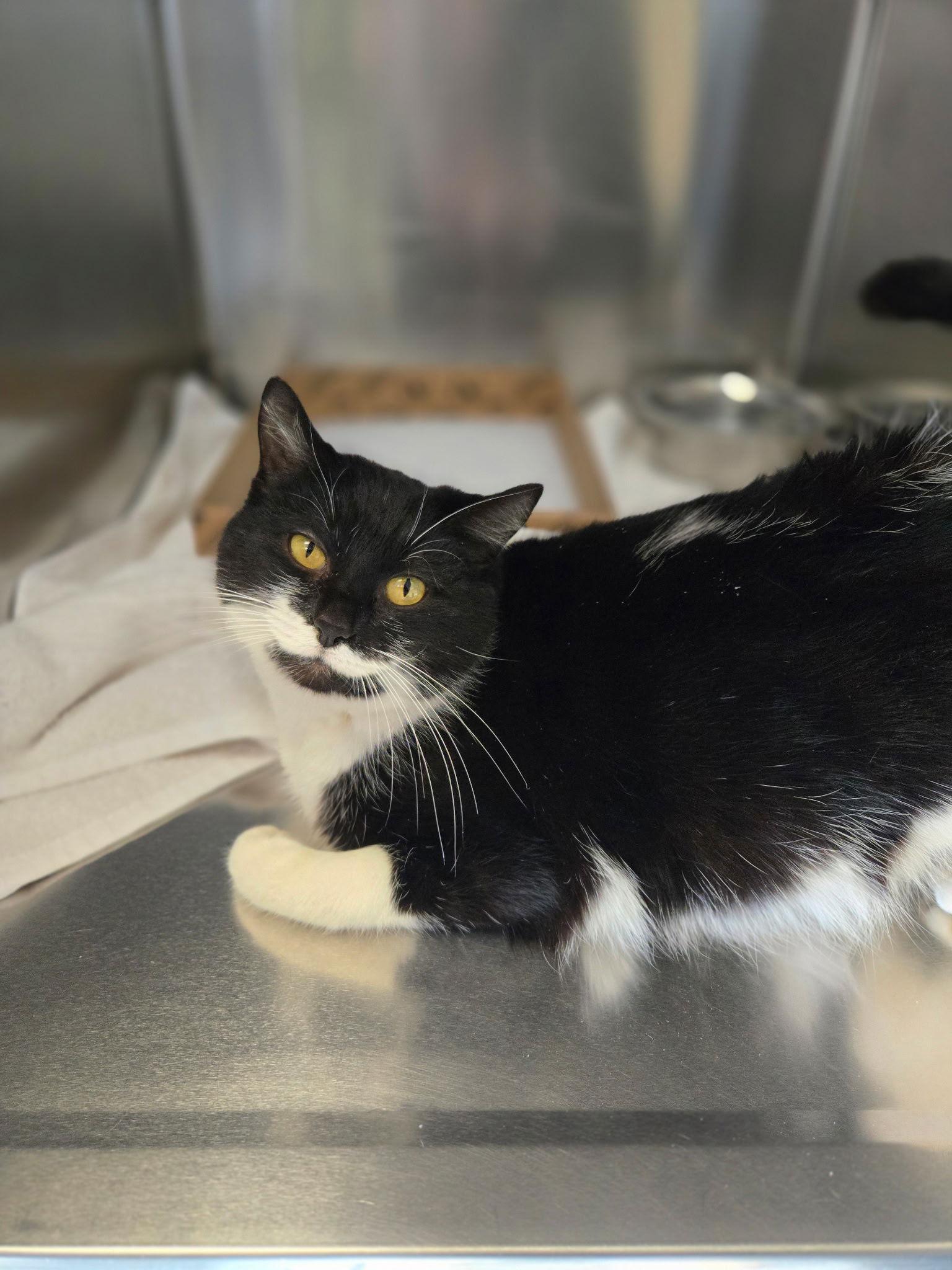 Jasmine, Adoptable, Adult Female Domestic Short Hair & Tuxedo.