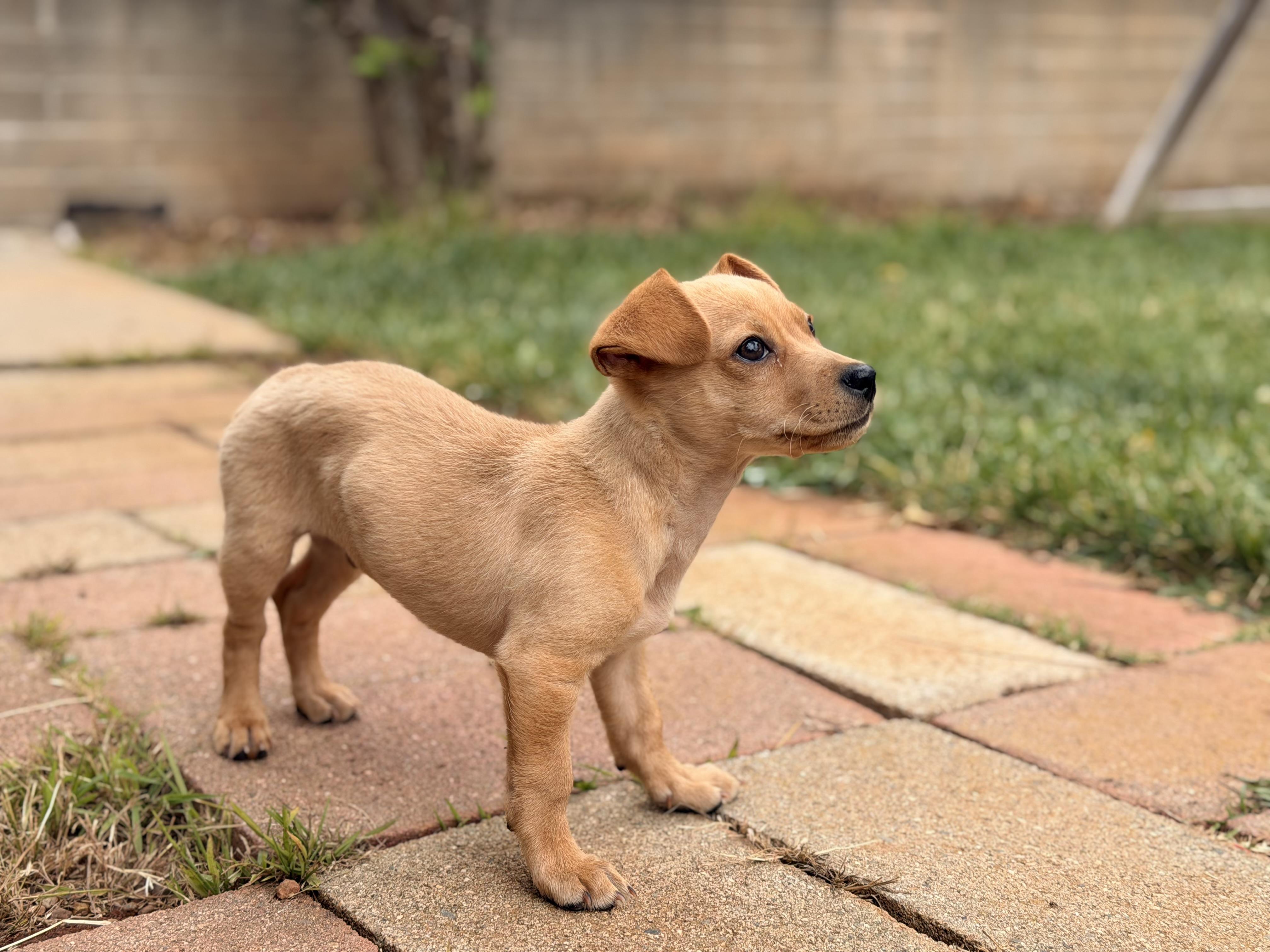 Enlarge King Edward, an adopted mixed breed in El Cajon, CA image 3/3