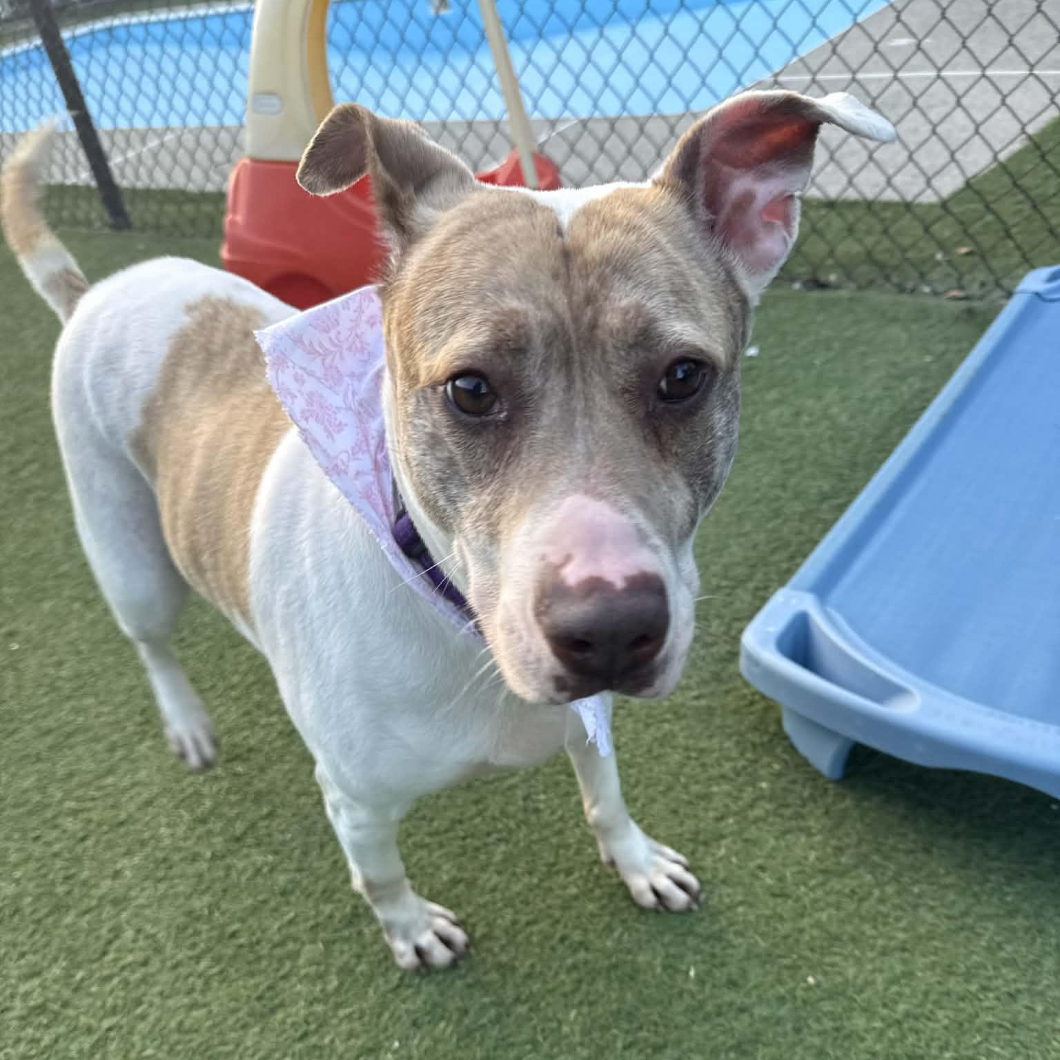 Enlarge Coco, a ADOPTABLE Mixed Breed in Groton, CT image 2/3