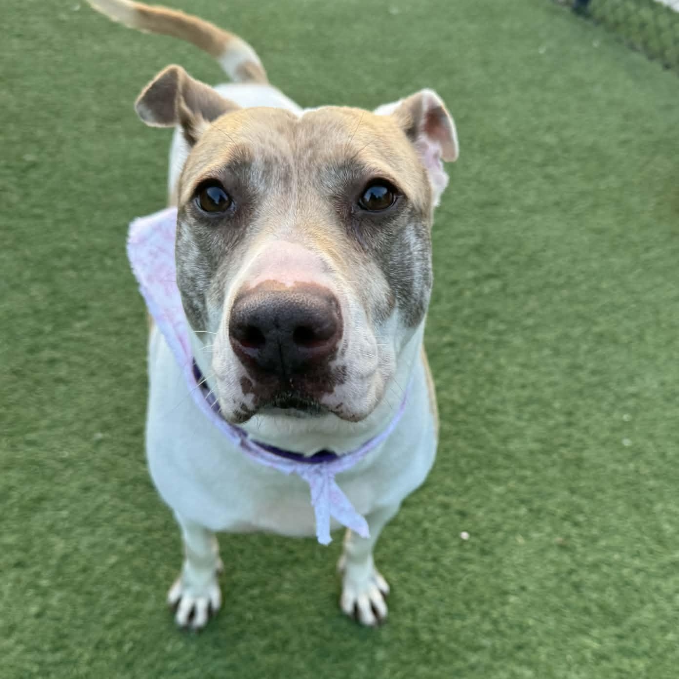 Enlarge Coco, a ADOPTABLE Mixed Breed in Groton, CT image 1/3