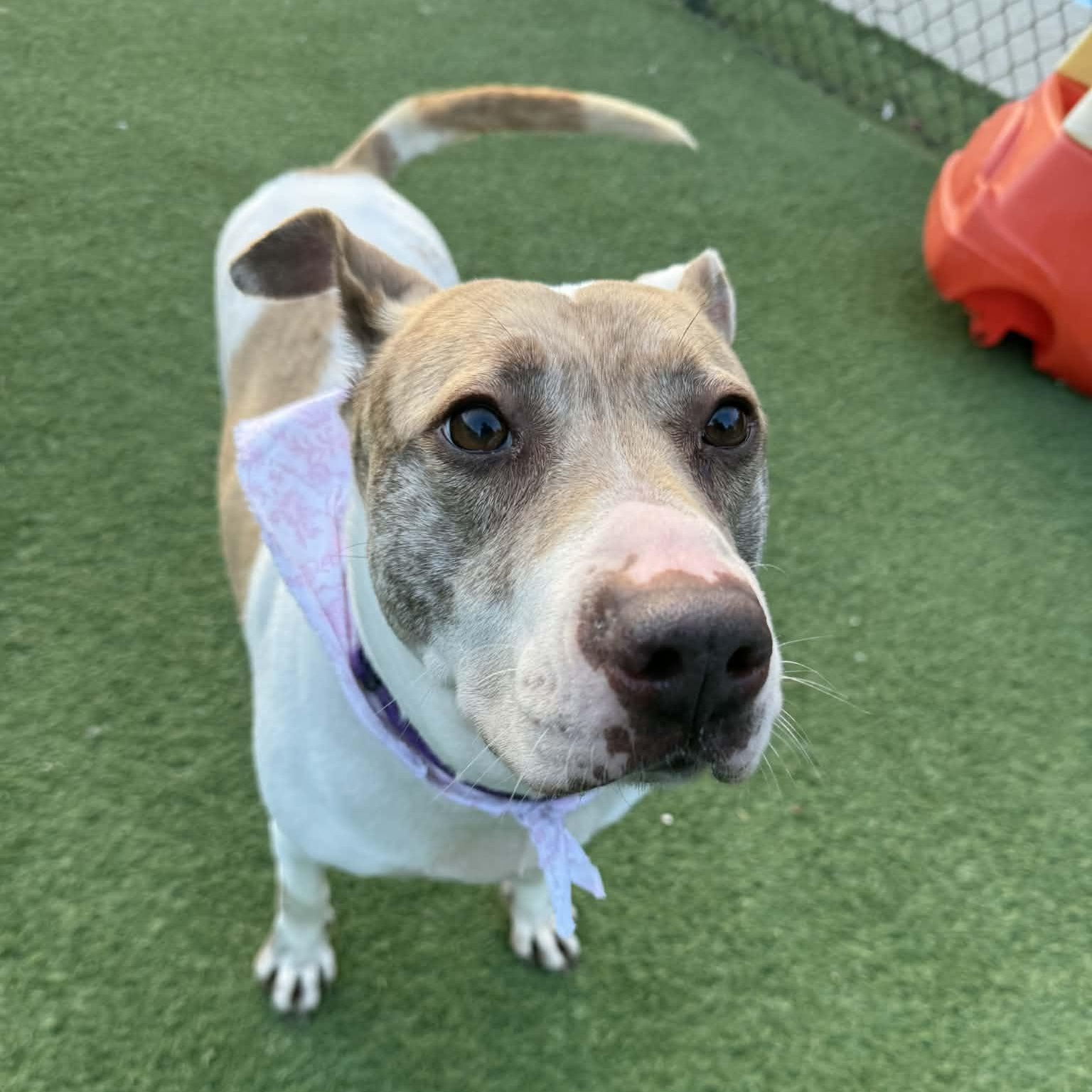 Enlarge Coco, a ADOPTABLE Mixed Breed in Groton, CT image 3/3