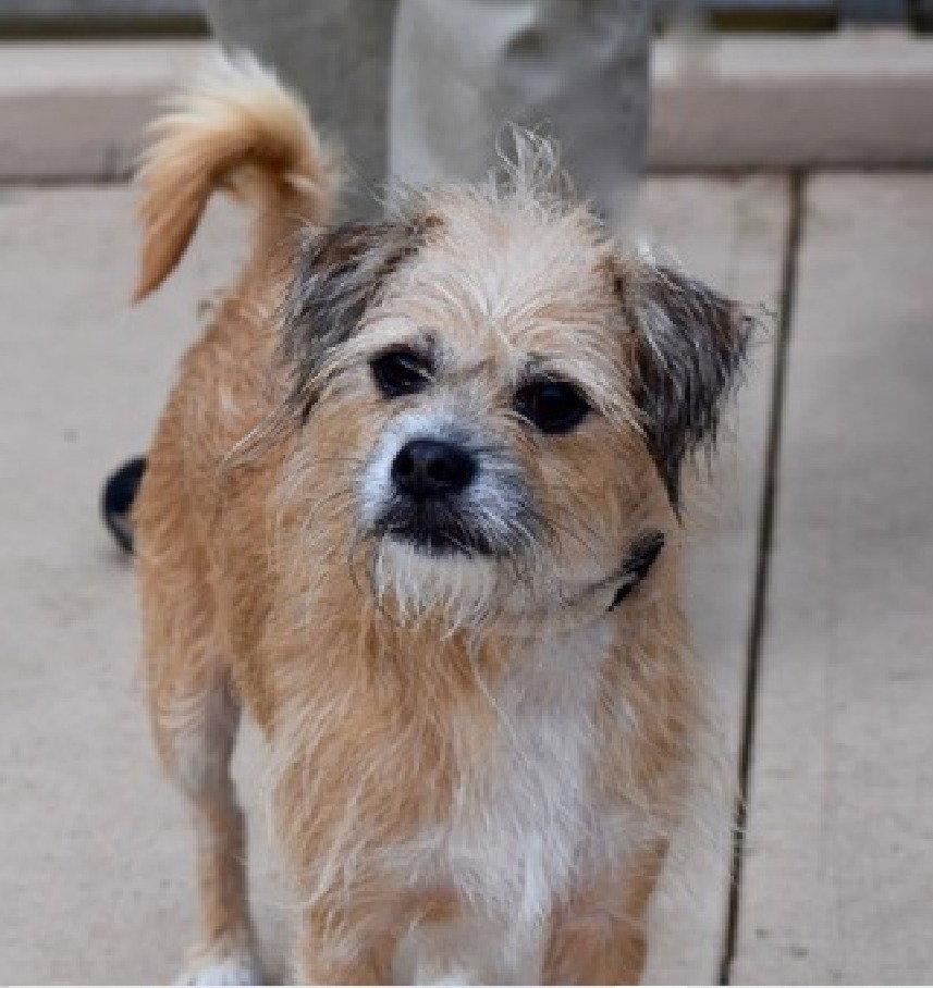 Enlarge Champion *, a Adoptable mixed breed in Columbia, TN image 2/3