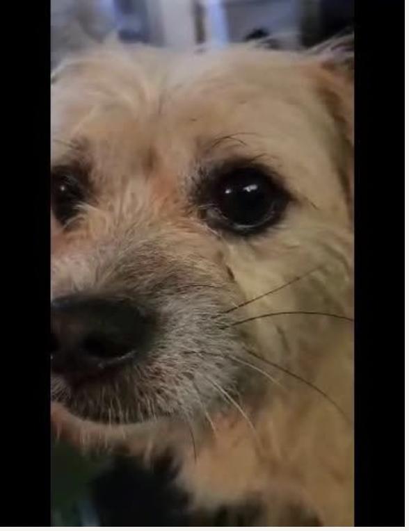 Champion thumbnail 2