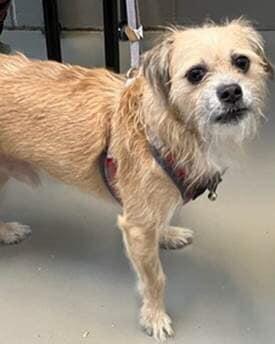 Champion, Adoptable, Young Male Cairn Terrier & Schnauzer.