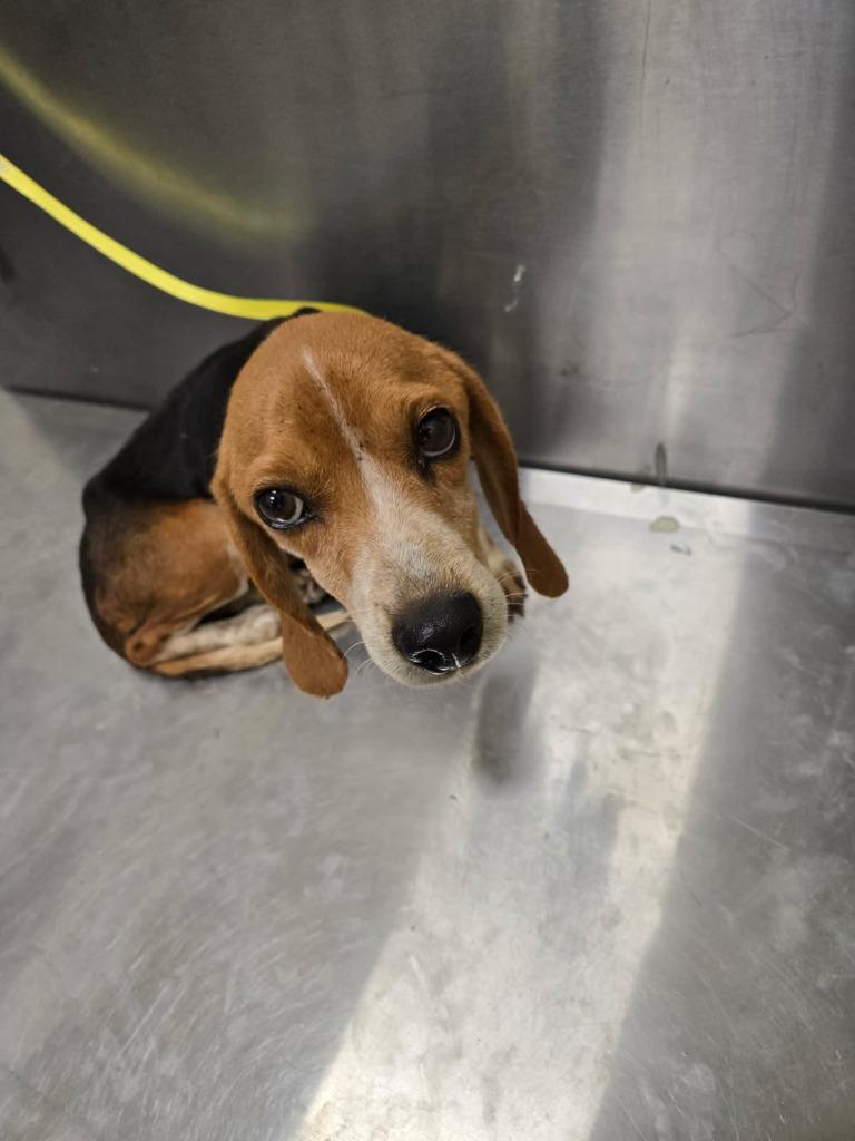 Enlarge 2026-01-015*Dawn*, a Adopted Beagle in Winder, GA image 1/2