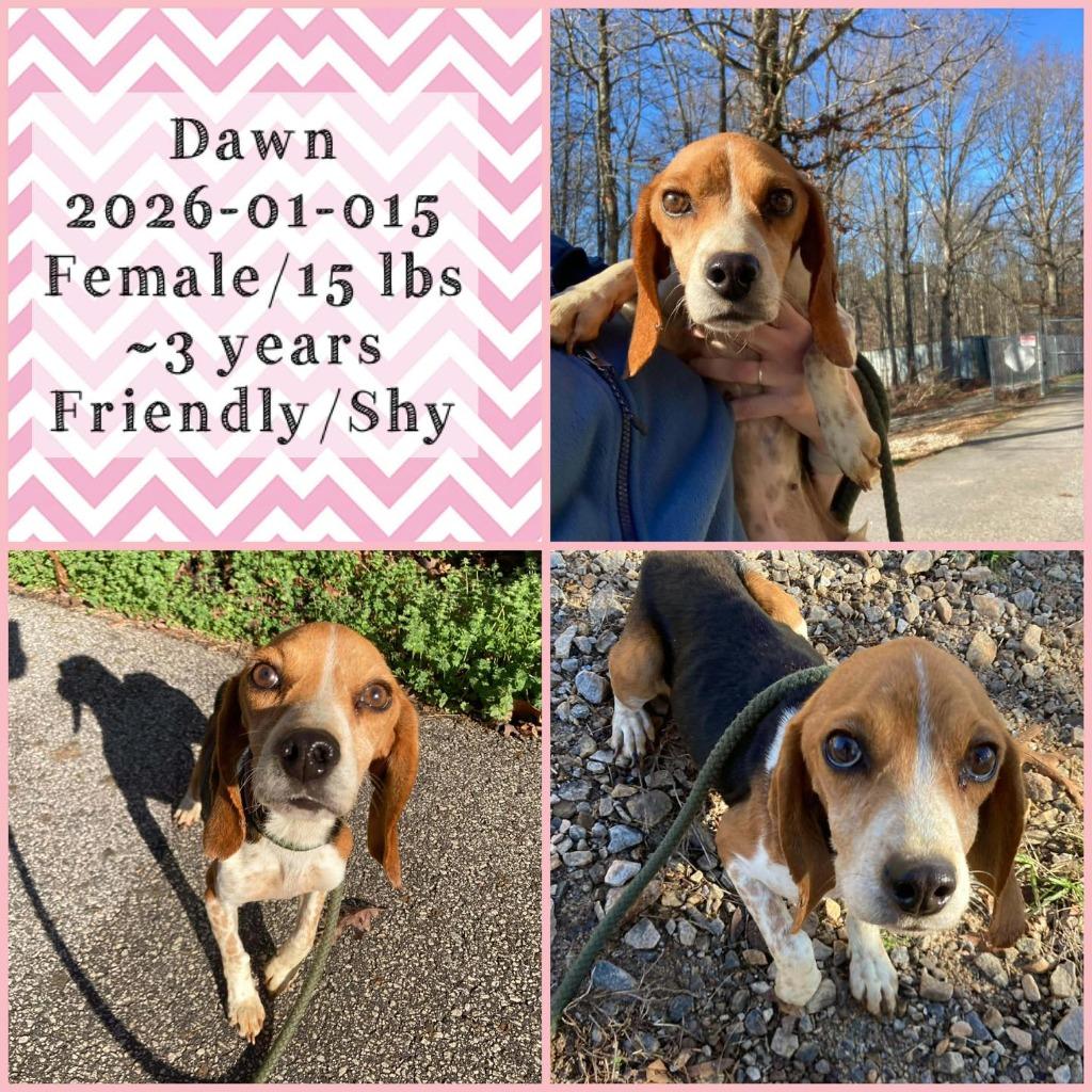 Enlarge 2026-01-015*Dawn*, a Adopted Beagle in Winder, GA image 2/2