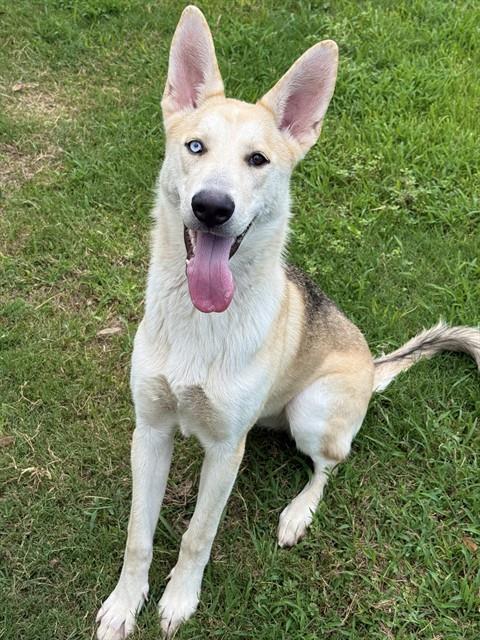 Enlarge MISHA, a Adoptable mixed breed in Sugar Land, TX image 1/1