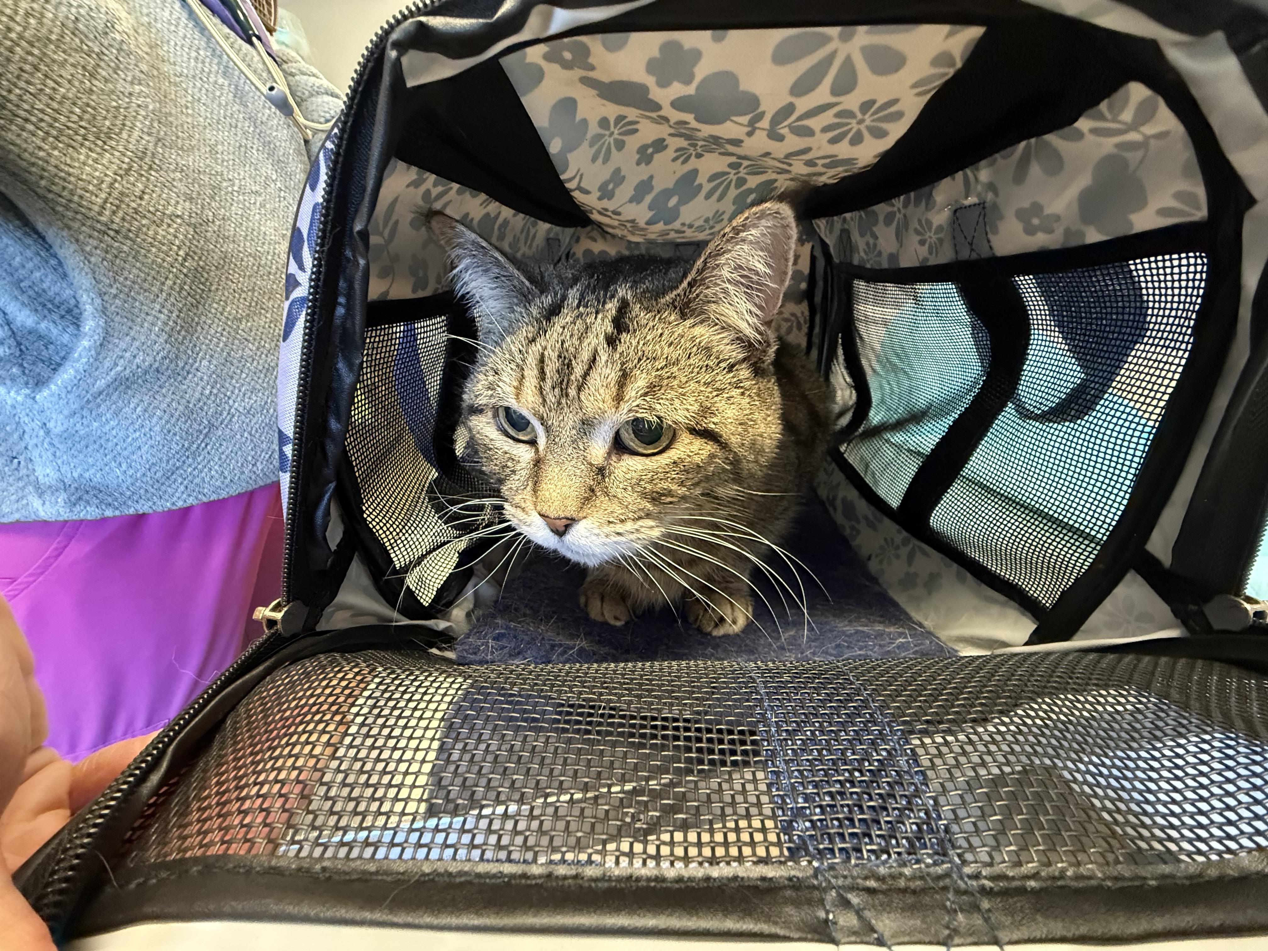 Enlarge Missy, a ADOPTABLE Domestic Short Hair in Providence Forge, VA image 2/4